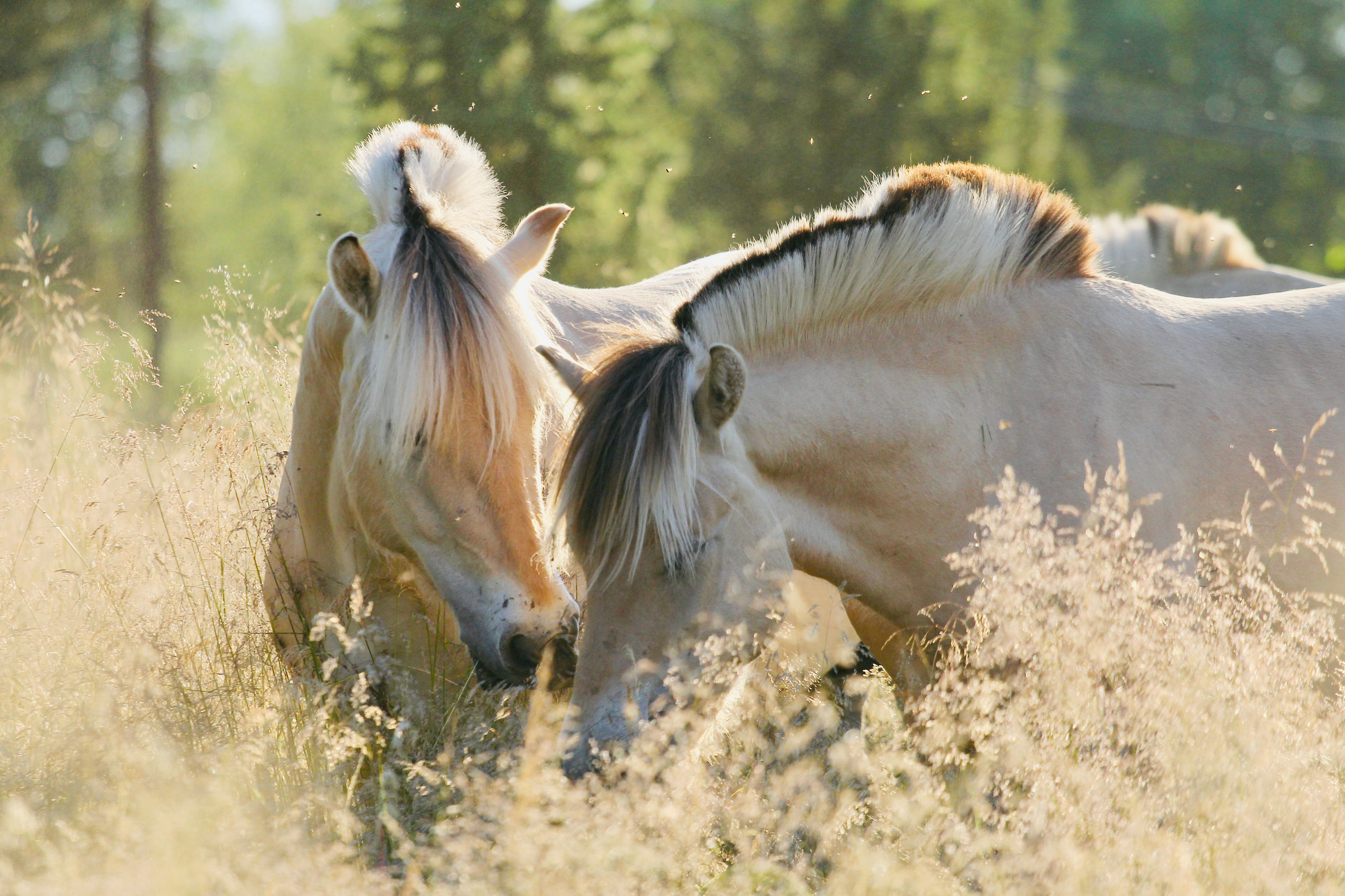 Two Fjord horses in the field near a forest in Norway