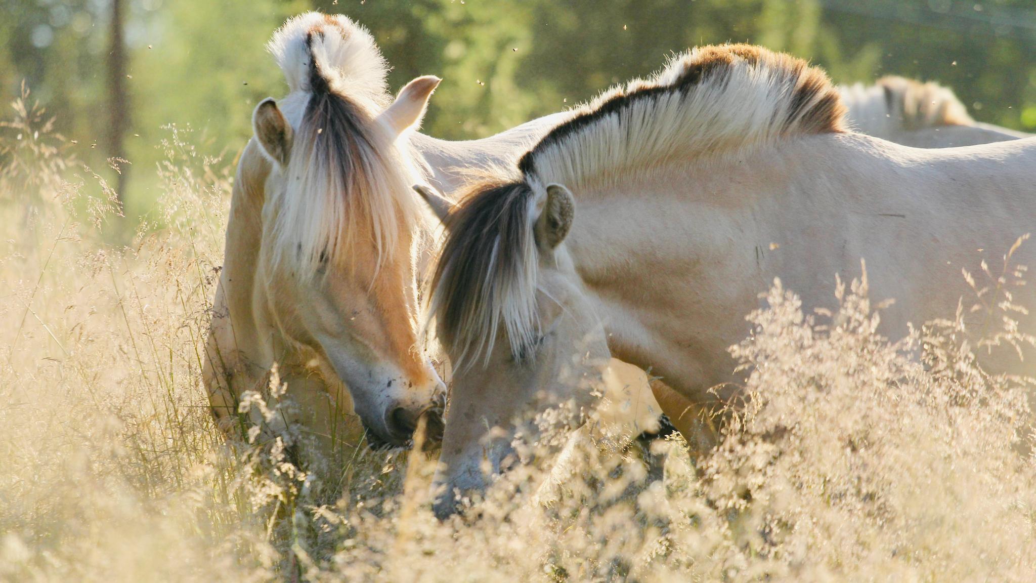 Two Fjord horses in the field near a forest in Norway