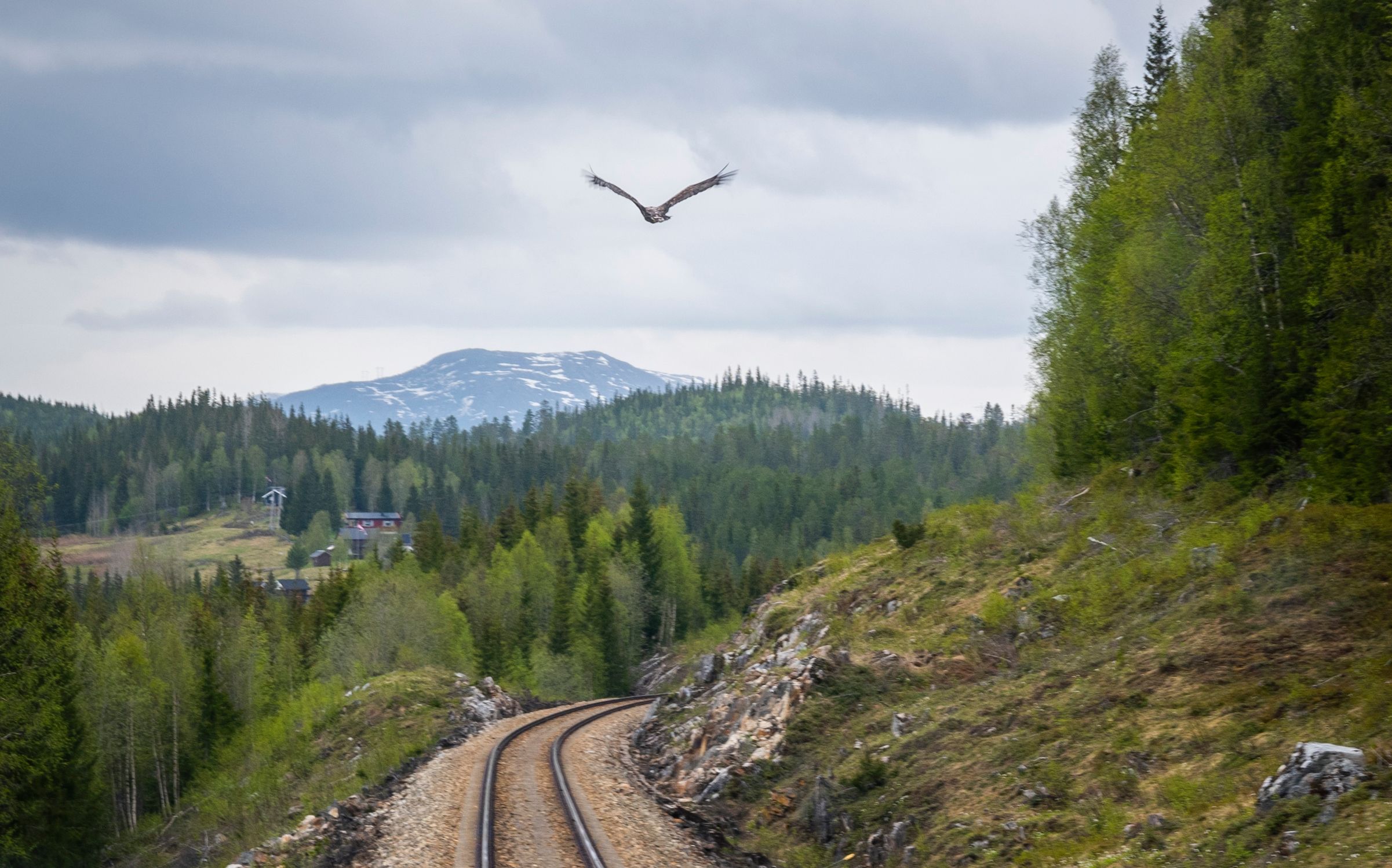 A sea eagle flys over the Nordland Railway tracks