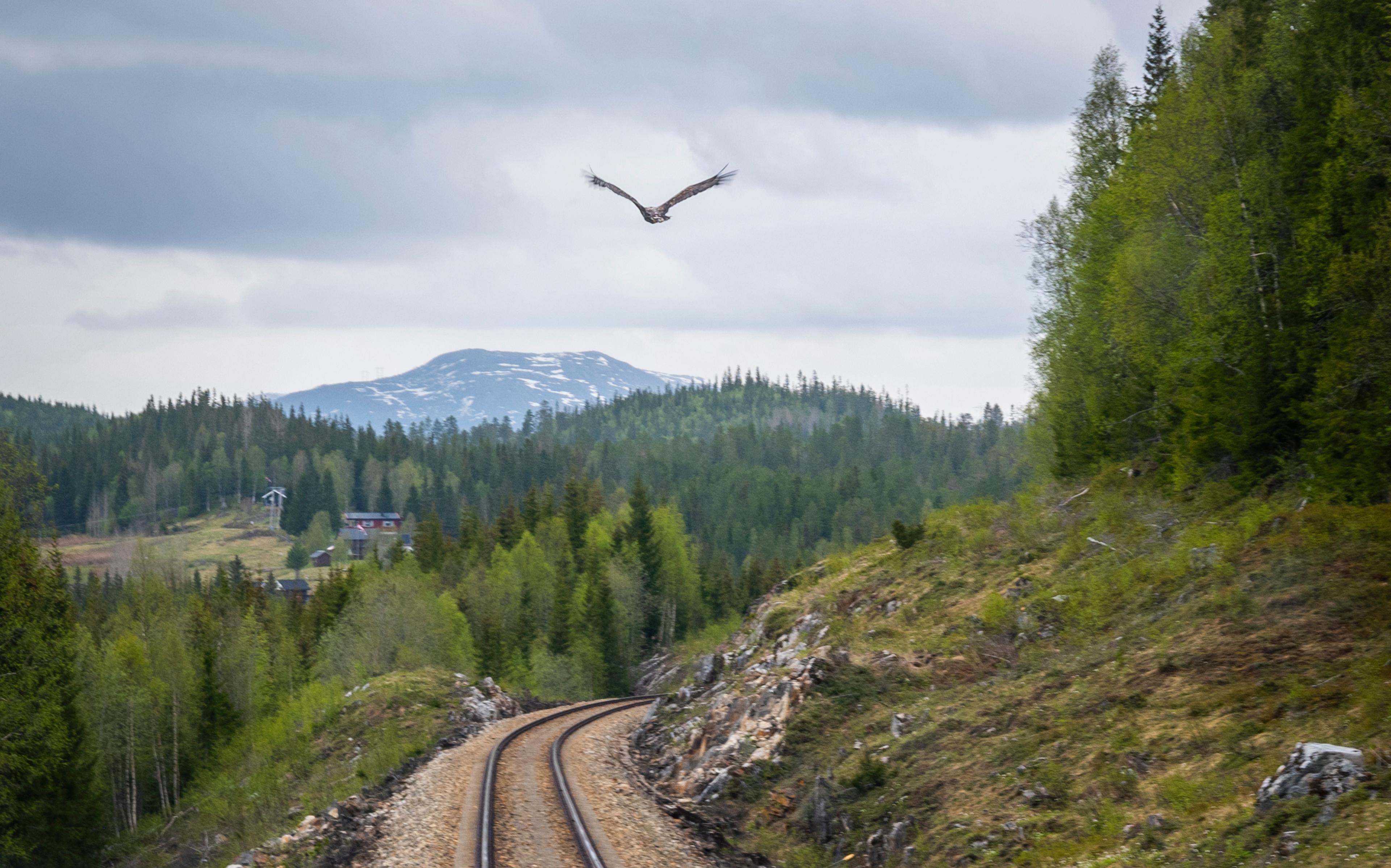 A sea eagle flys over the Nordland Railway tracks