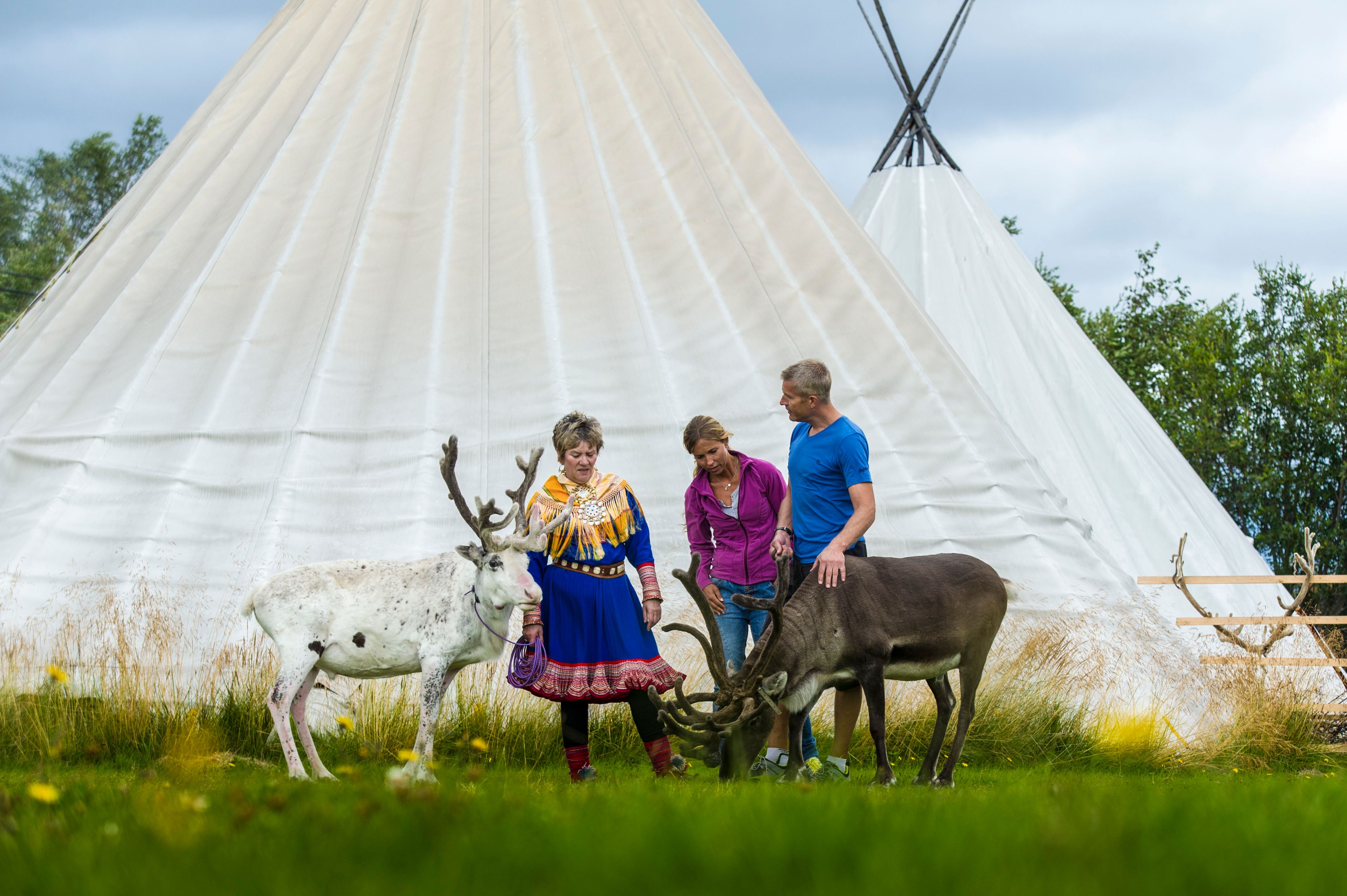 People greeting reindeer outside Sami tents in Alta, Northern Norway