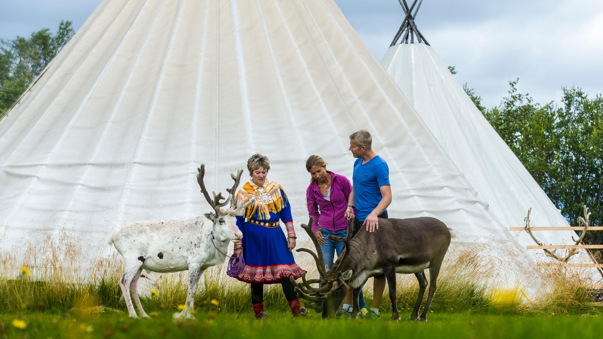 People greeting reindeer outside Sami tents in Alta, Northern Norway