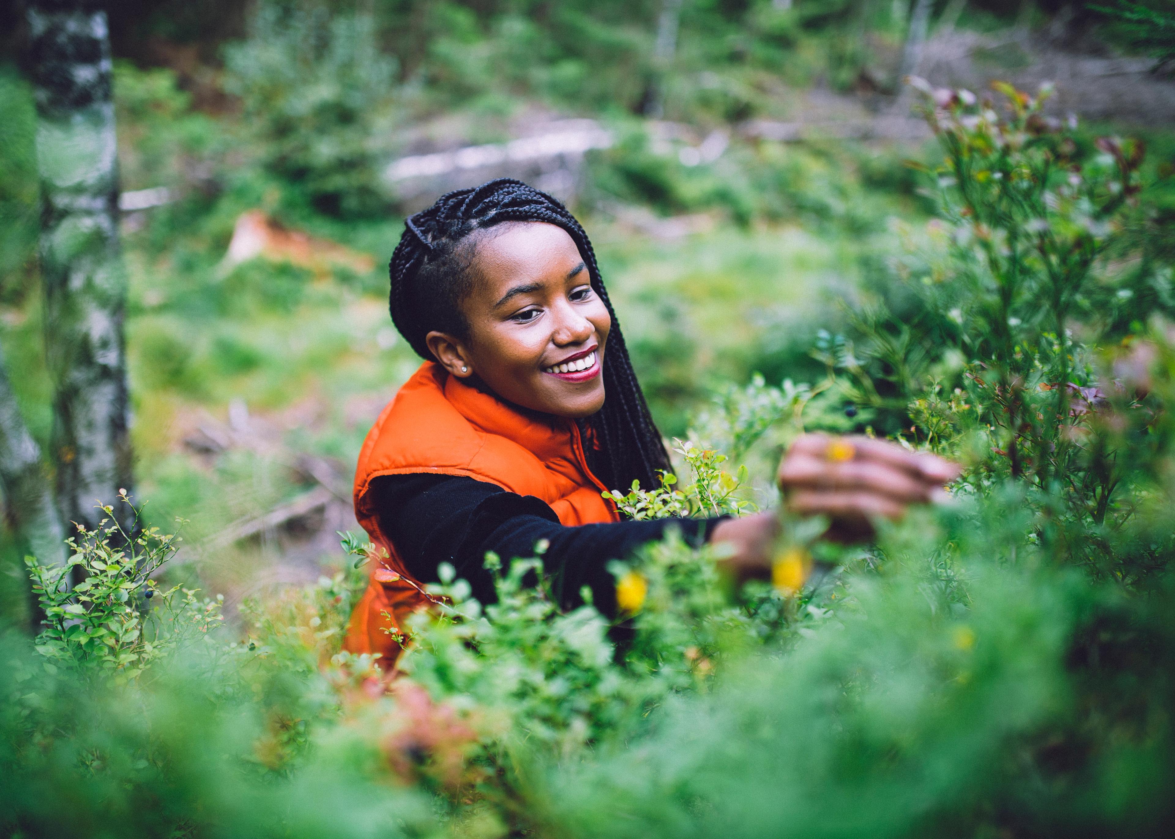 A woman is picking blueberries in the Bærumsmarka forest in Eastern Norway