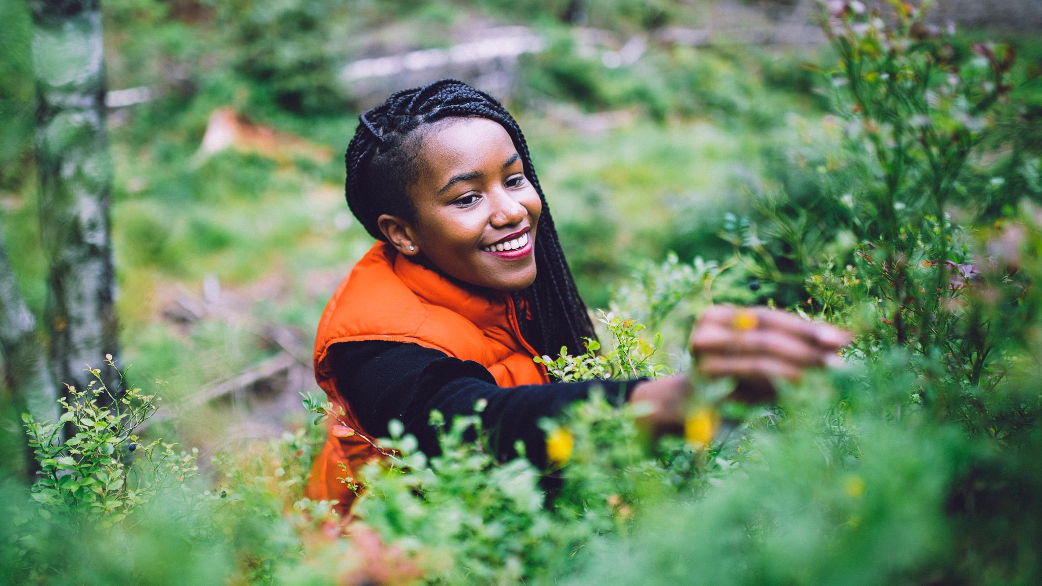 A woman is picking blueberries in the Bærumsmarka forest in Eastern Norway