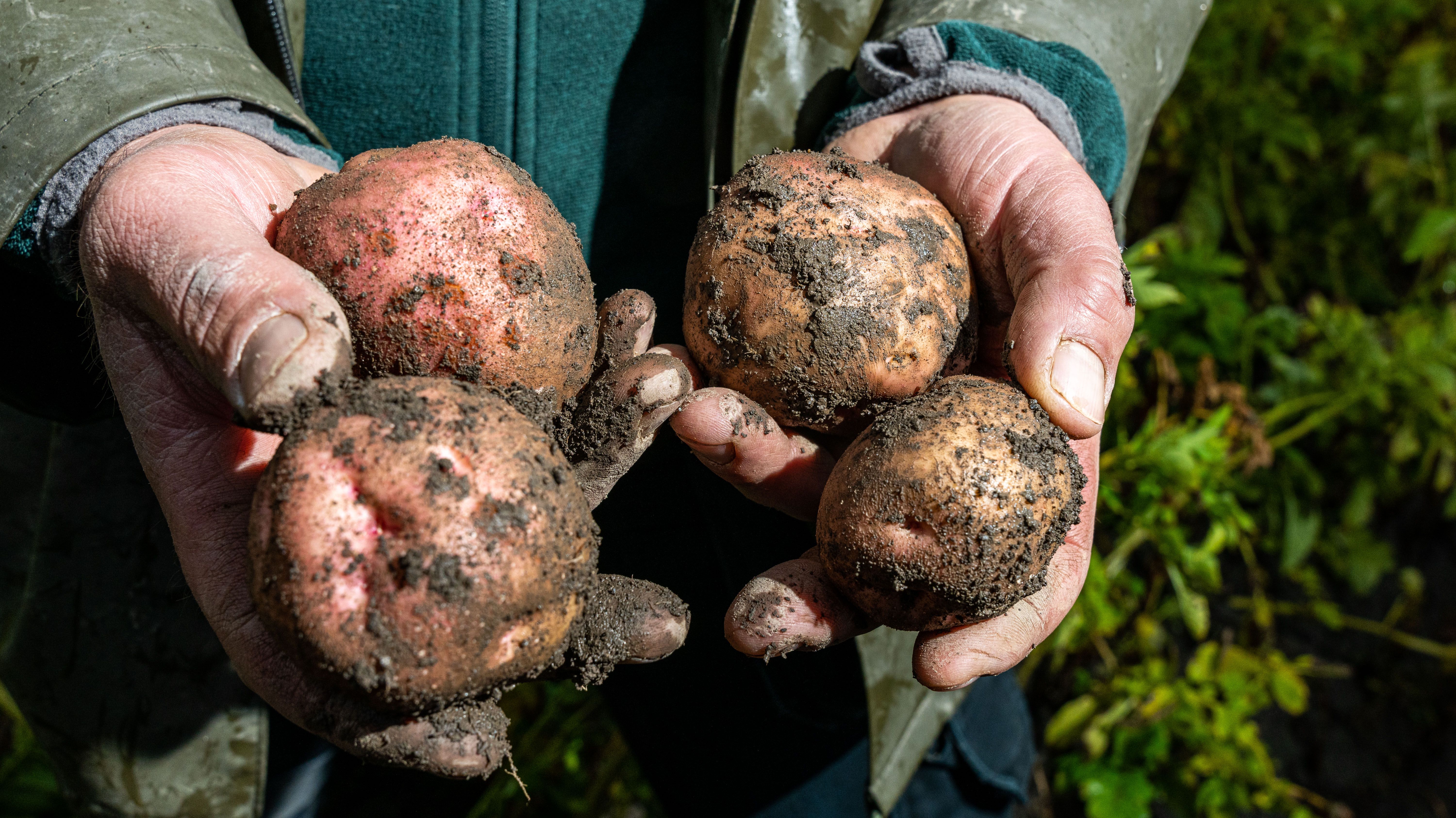 Hands holding potatoes, just after its been harvested, in Toten, Eastern Norway.