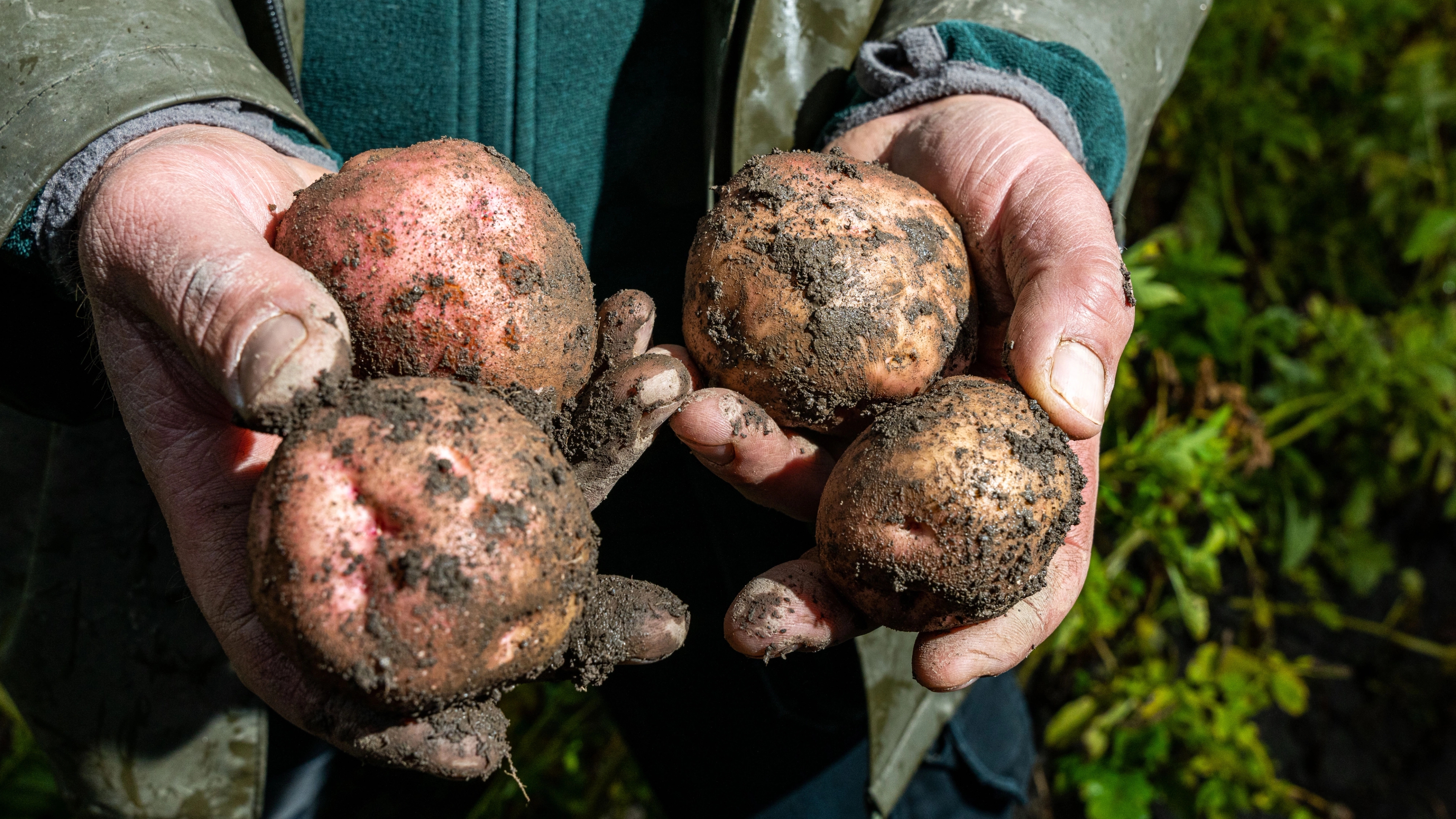 Hands holding potatoes, just after its been harvested, in Toten, Eastern Norway.