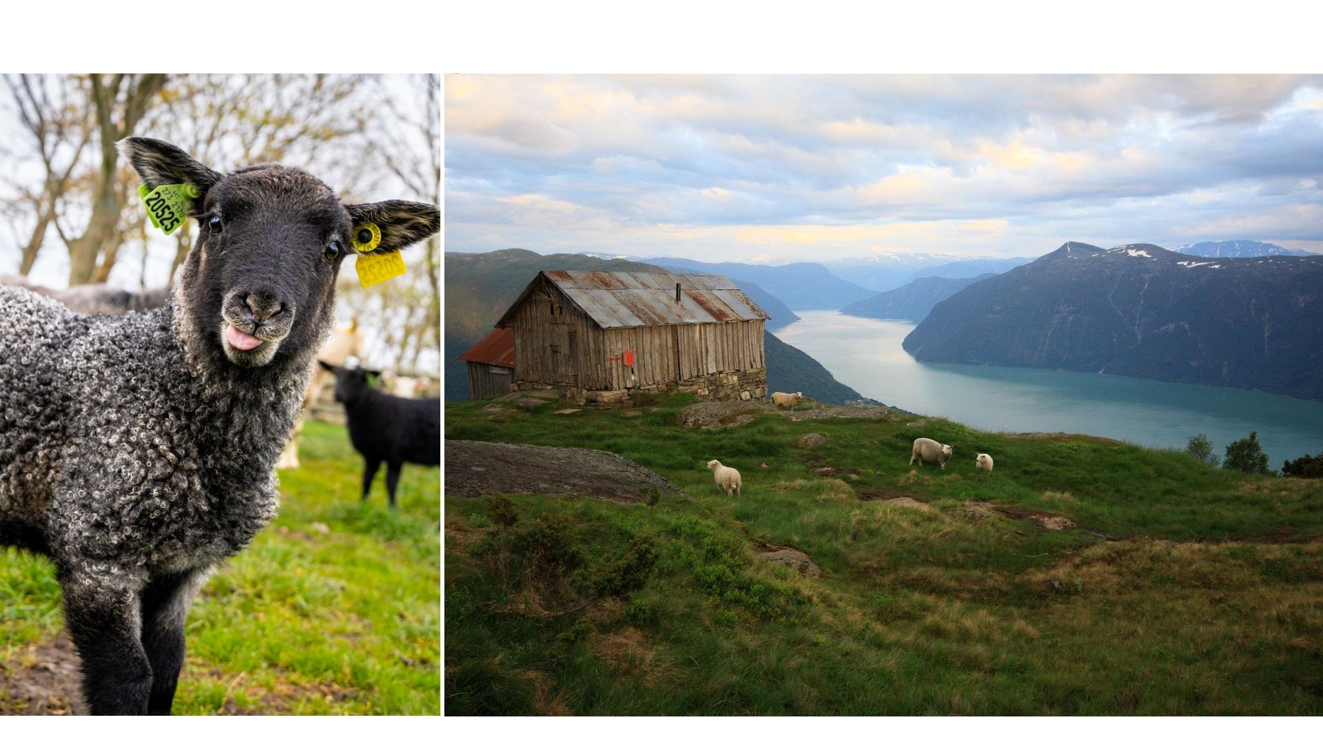 A collage of a lamb and summer mountain farm in the Sognefjord in Fjord Norway