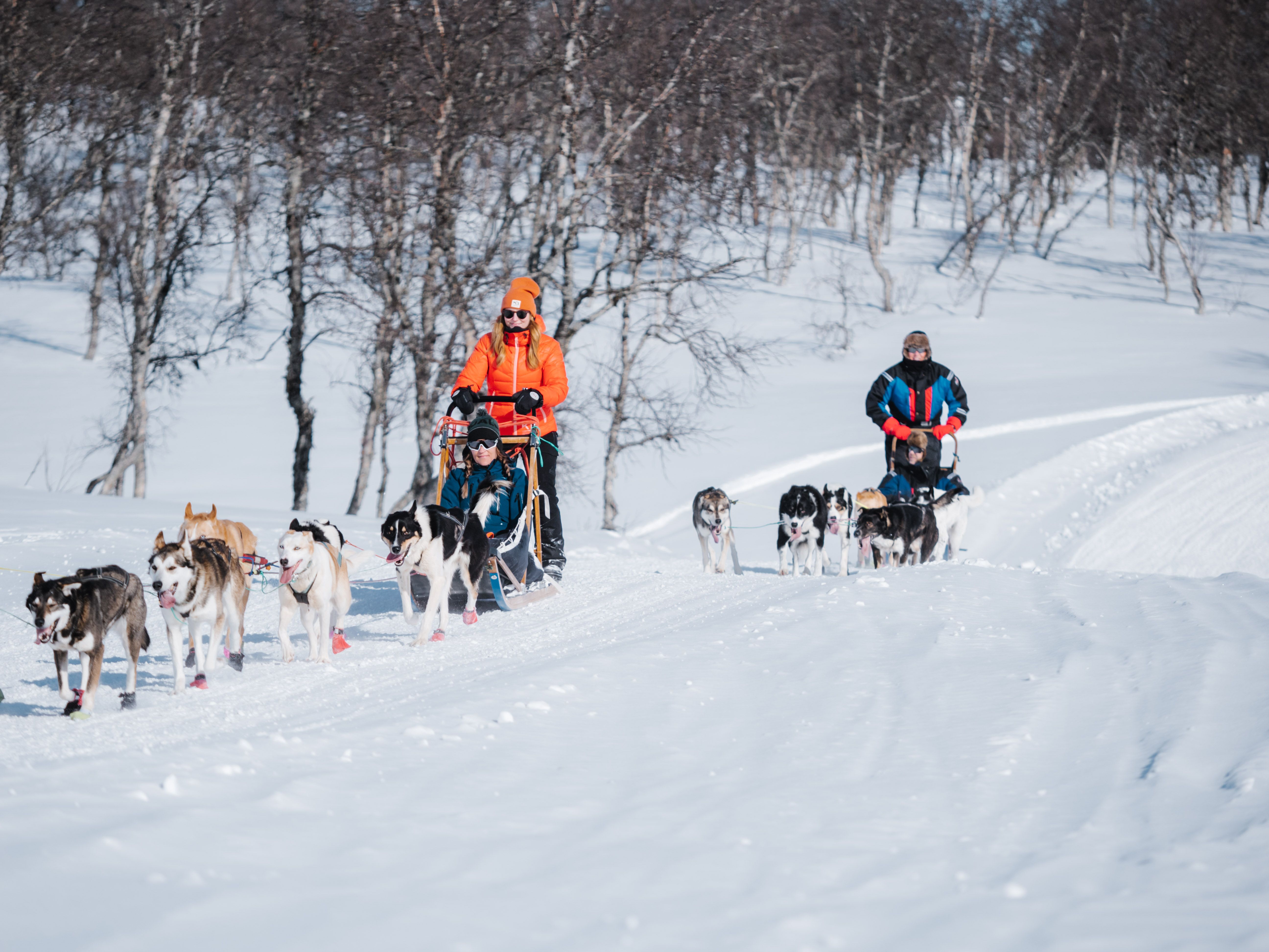 Two people dog sledding with huskies at Rauland