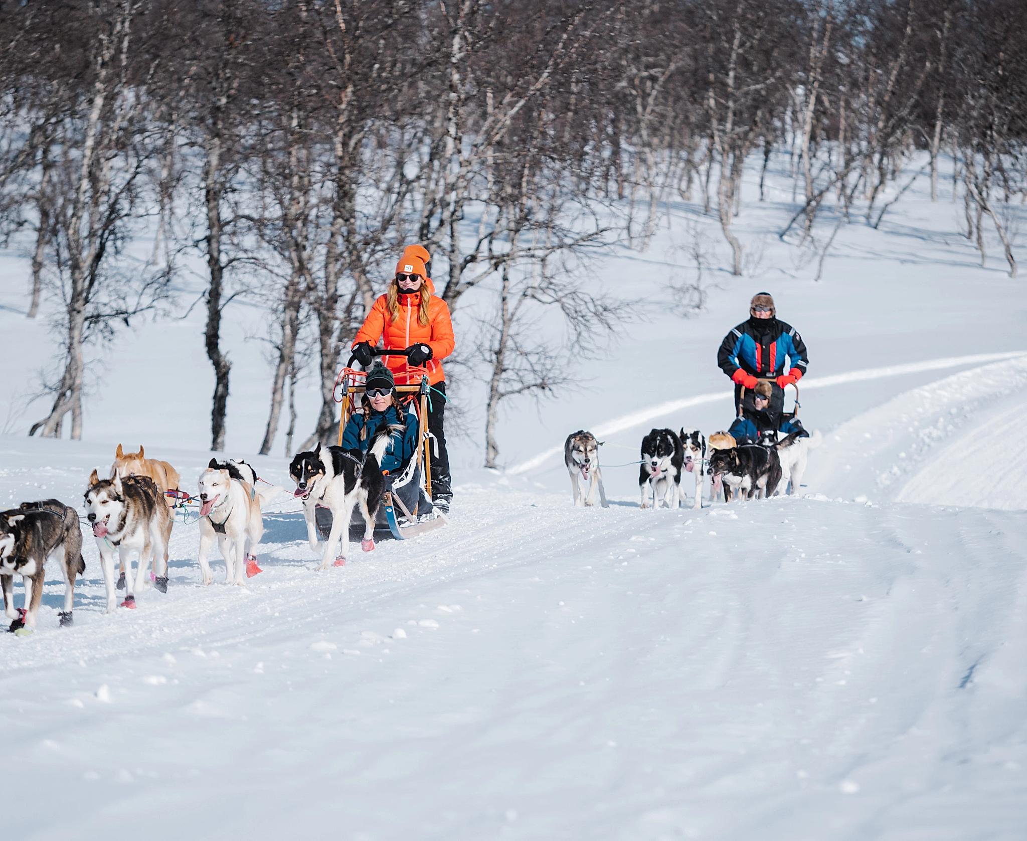 Two people dog sledding with huskies at Rauland