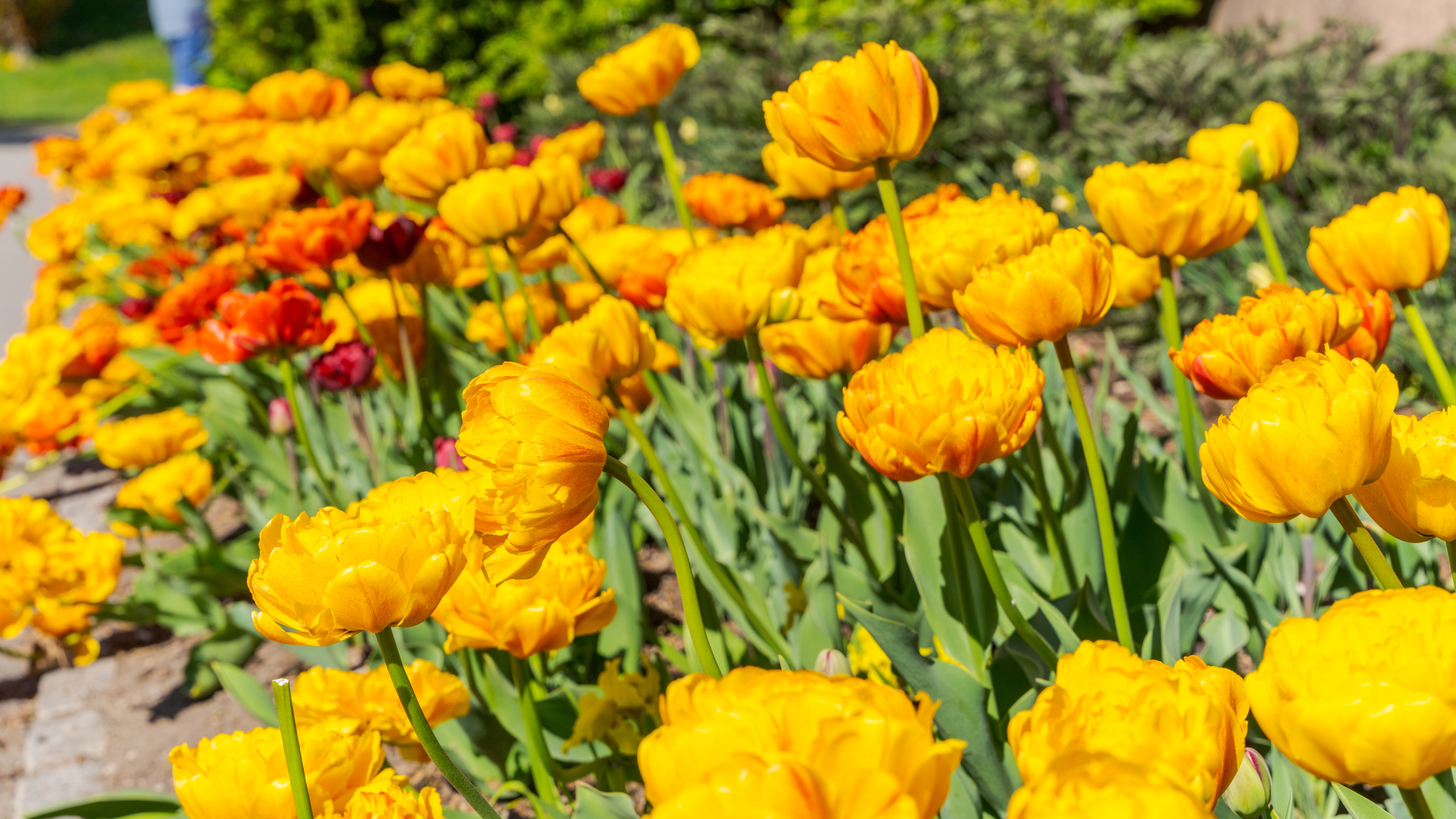 Tulips in Oslo Botanical Garden