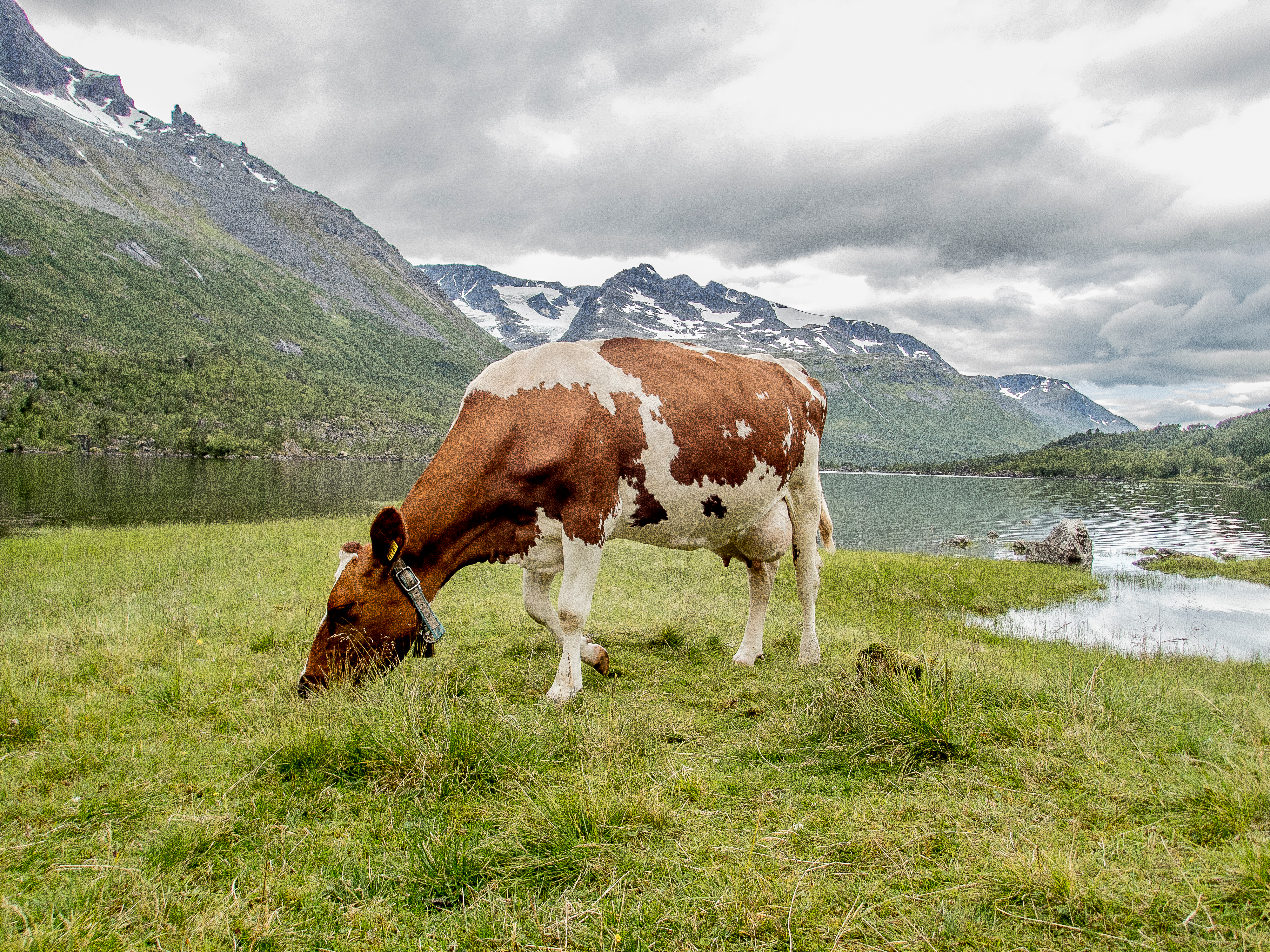 Cow grazing at the summer mountain pasture Renndølsetra in the Innerdalen valley in the northwestern part of Norway