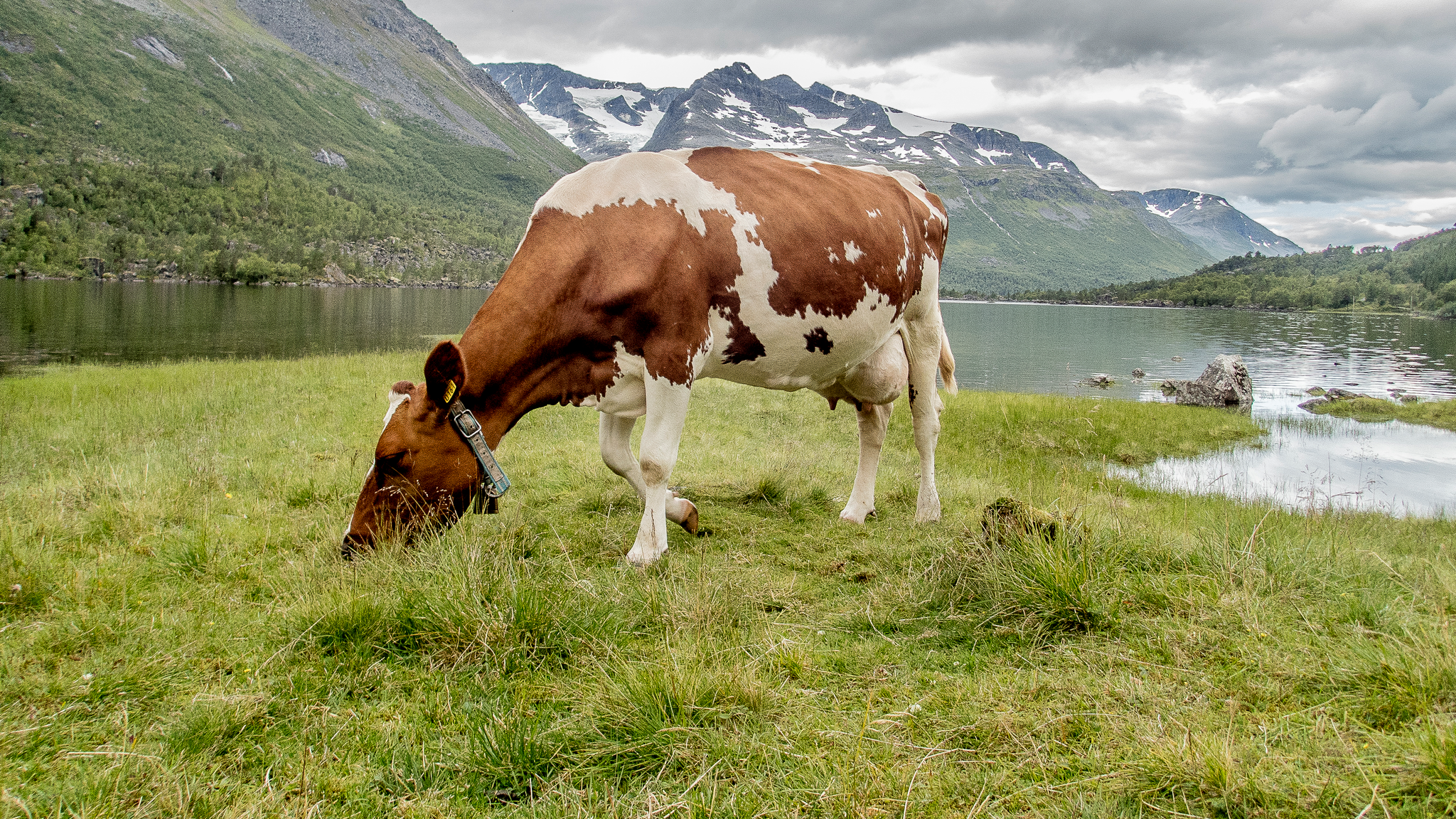 Cow grazing at the summer mountain pasture Renndølsetra in the Innerdalen valley in the northwestern part of Norway