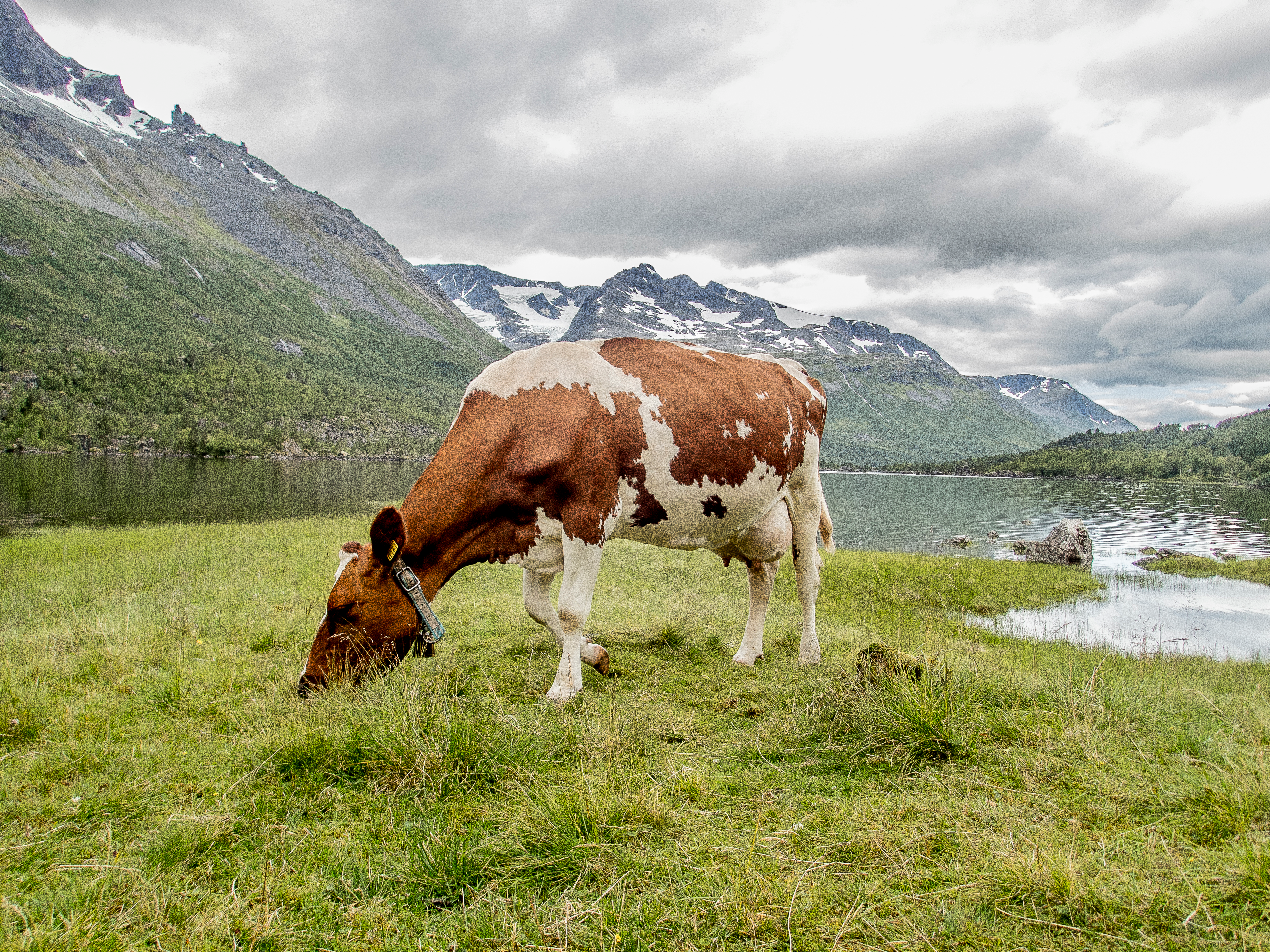 Cow grazing at the summer mountain pasture Renndølsetra in the Innerdalen valley in the northwestern part of Norway
