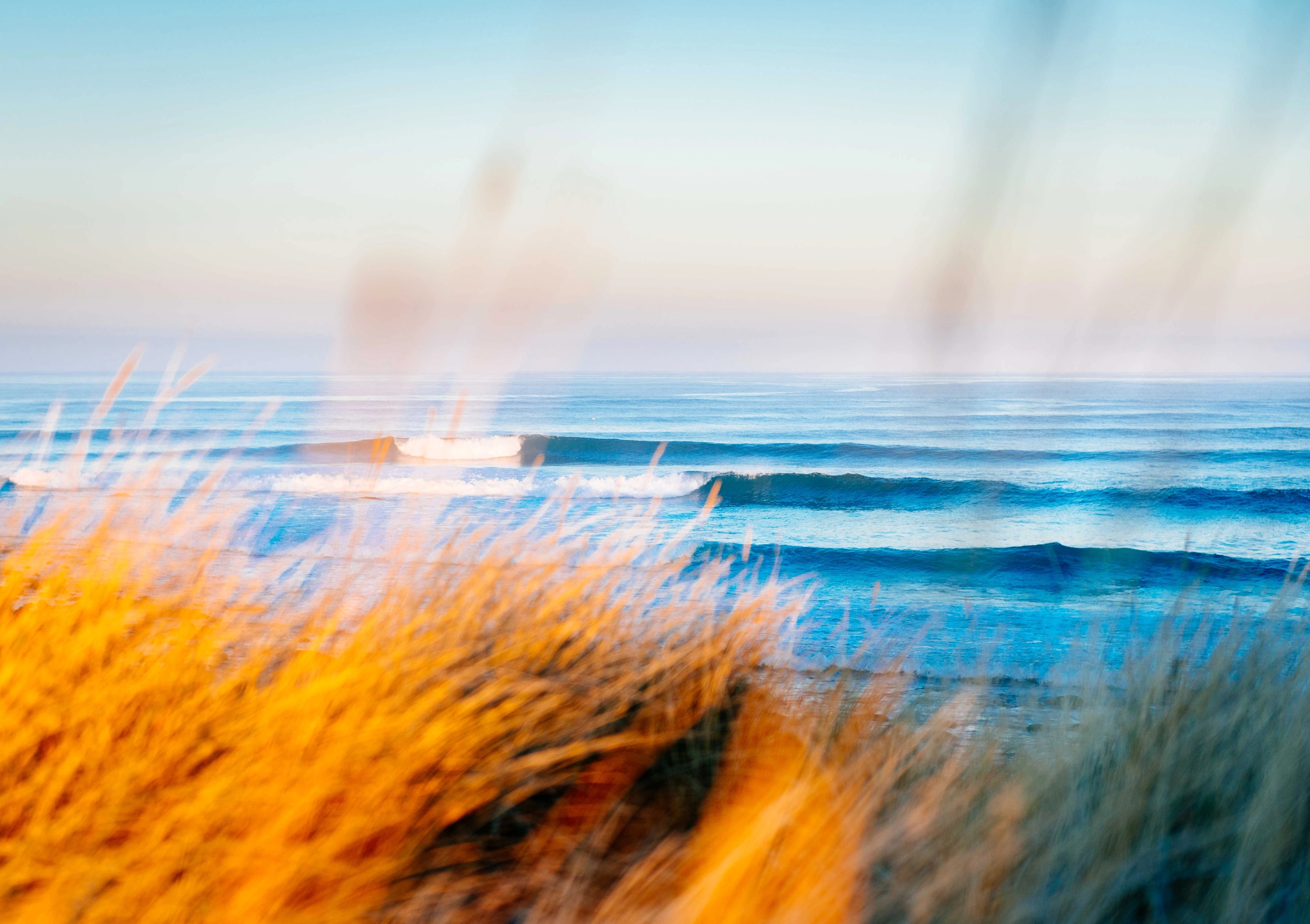Tufts of gras in golden sunlight, in the background the sea at Jæren in Fjord Norway