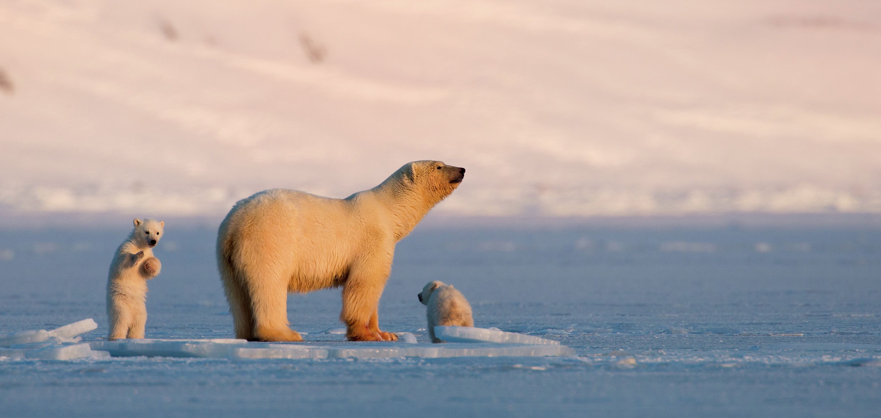 Polar bear with cubs at Svalbard