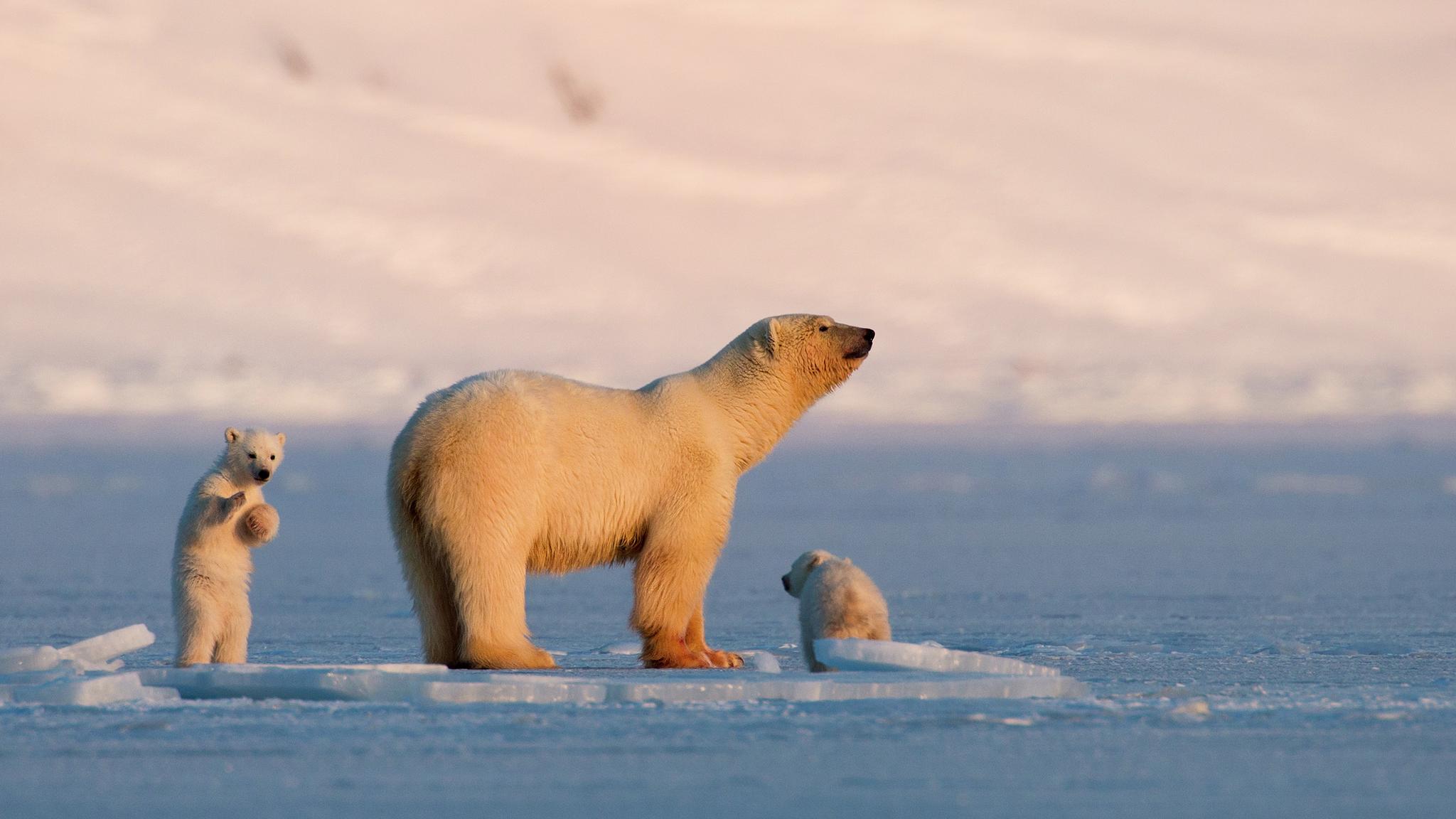 Polar bear with cubs at Svalbard