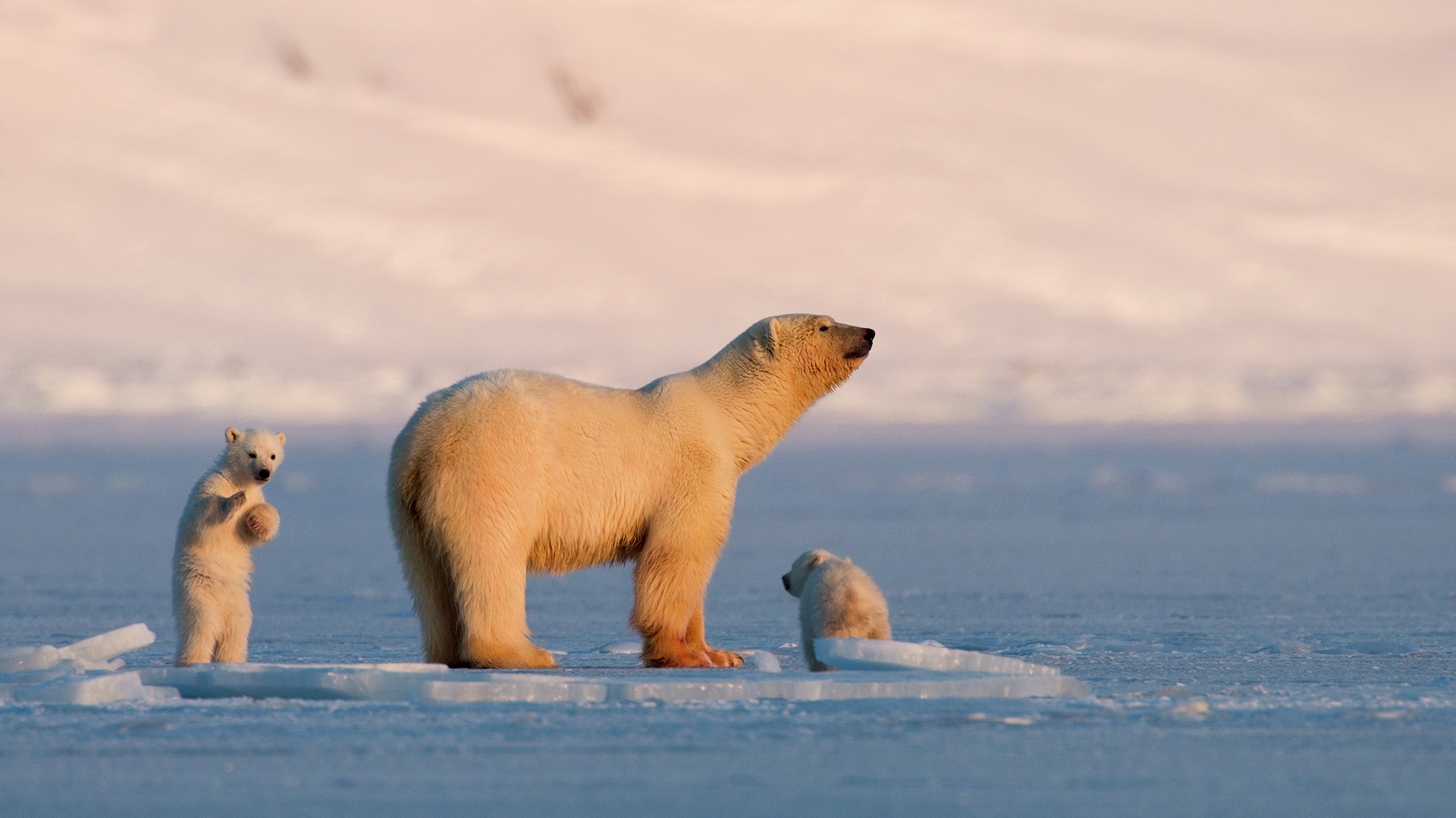Polar bear with cubs at Svalbard