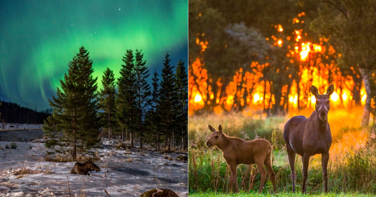 Moose under the northern lights and the midnight sun in Vesterålen, Northern Norway