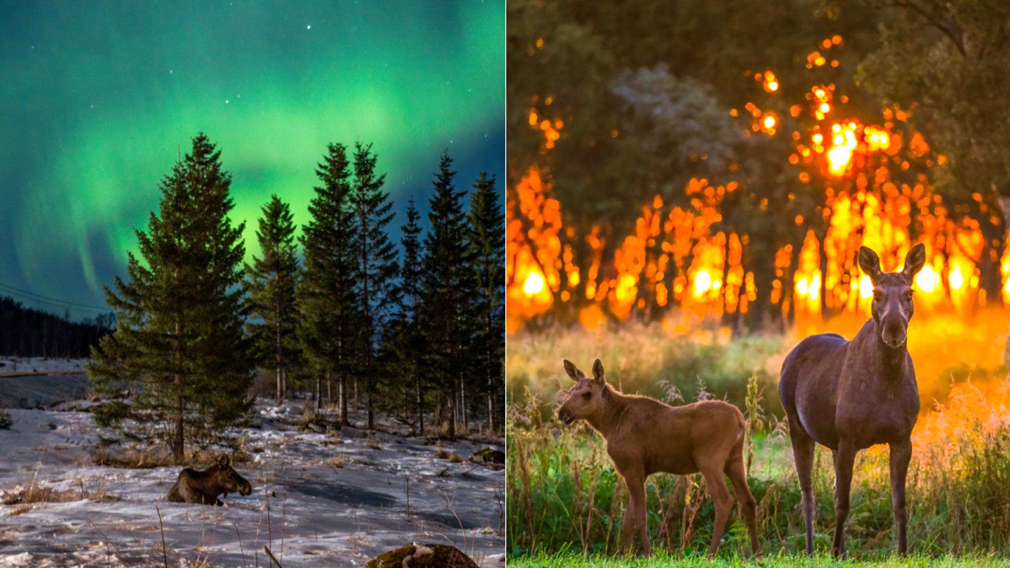 Moose under the northern lights and the midnight sun in Vesterålen, Northern Norway