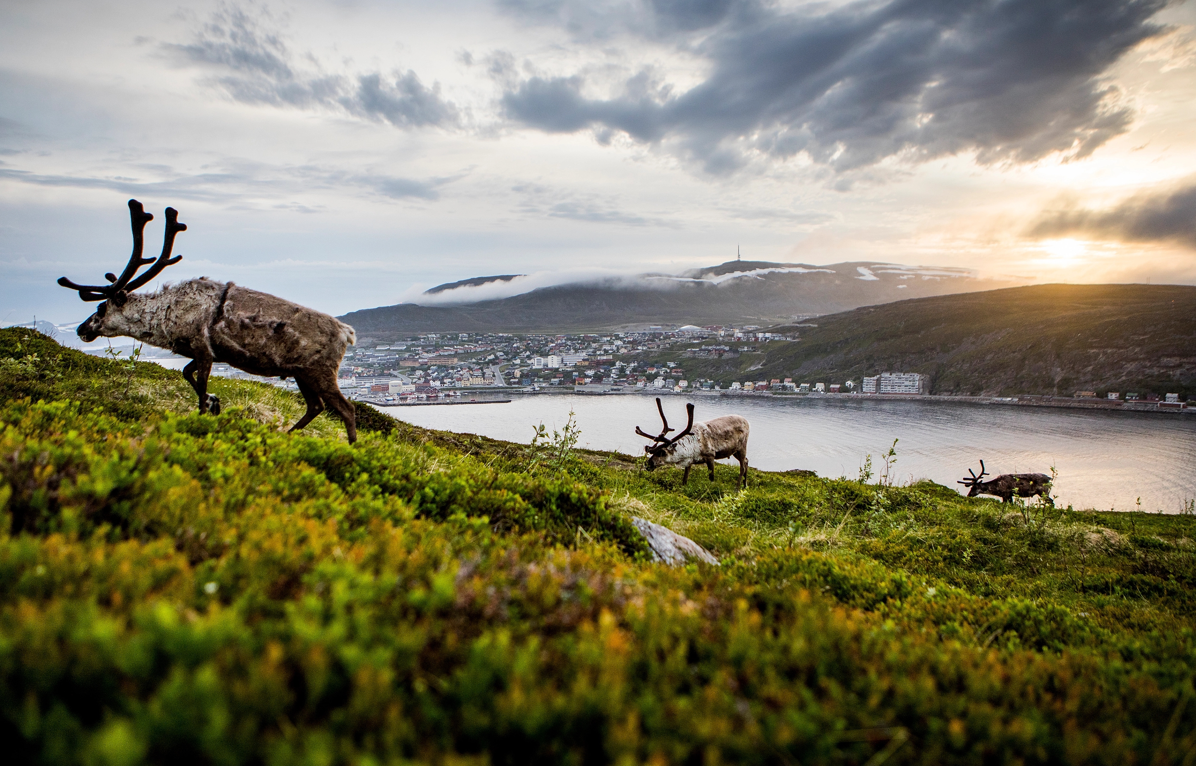 Reindeer in Hammerfest