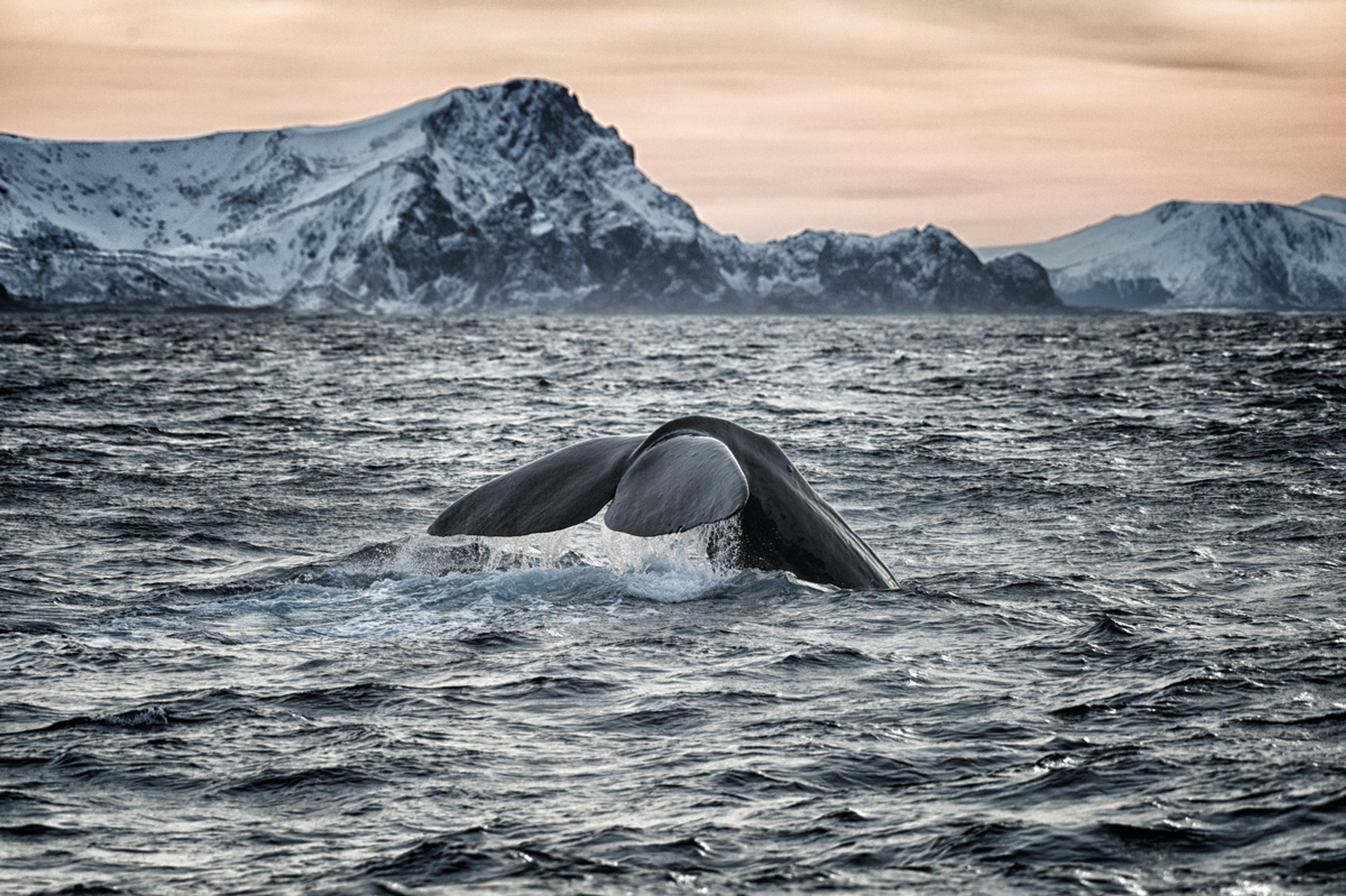 Whale tail coming out of the water, outside Andenes in Vesterålen, Northern Norway