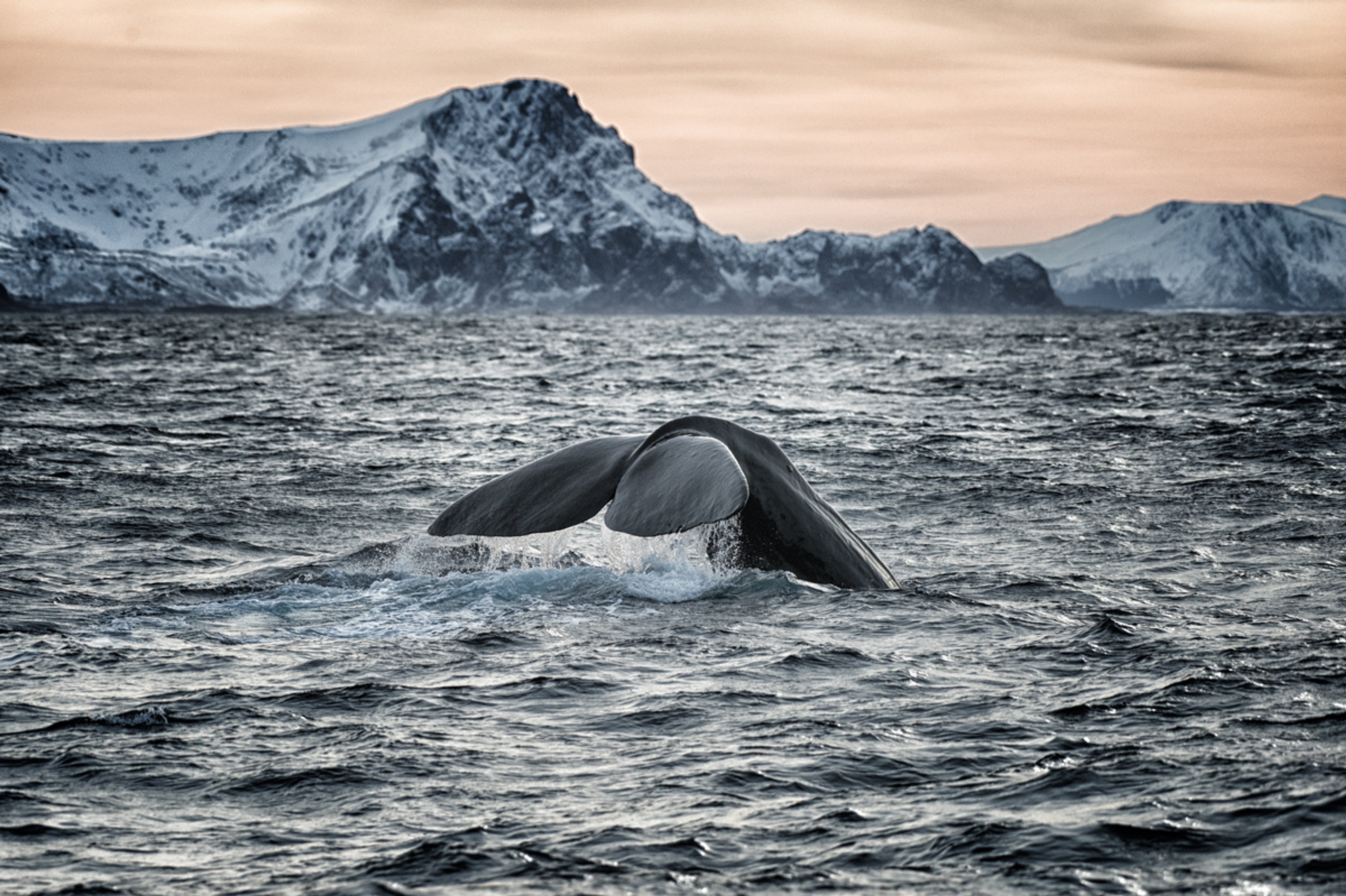 Whale tail coming out of the water, outside Andenes in Vesterålen, Northern Norway