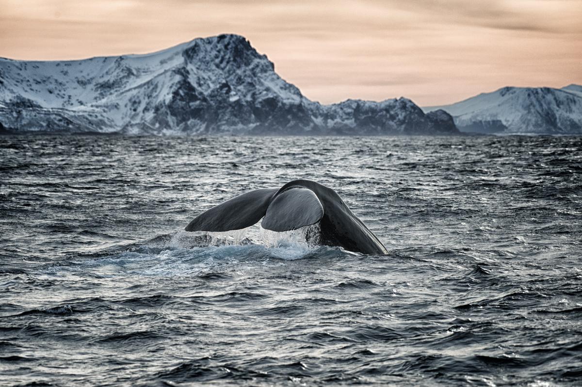 Whale tail coming out of the water, outside Andenes in Vesterålen, Northern Norway