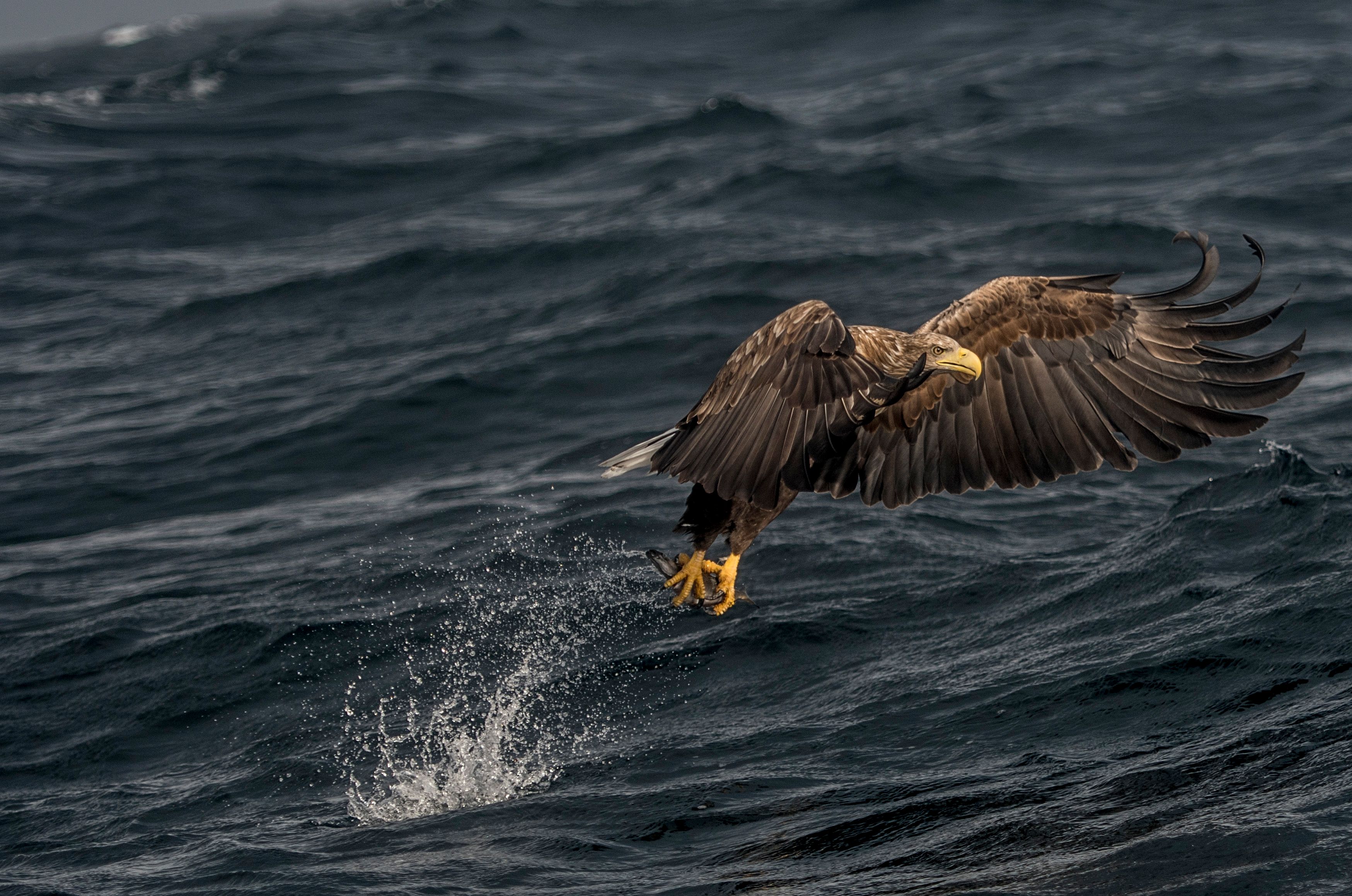 A sea eagle in Henningsvær in Lofoten, Northern Norway