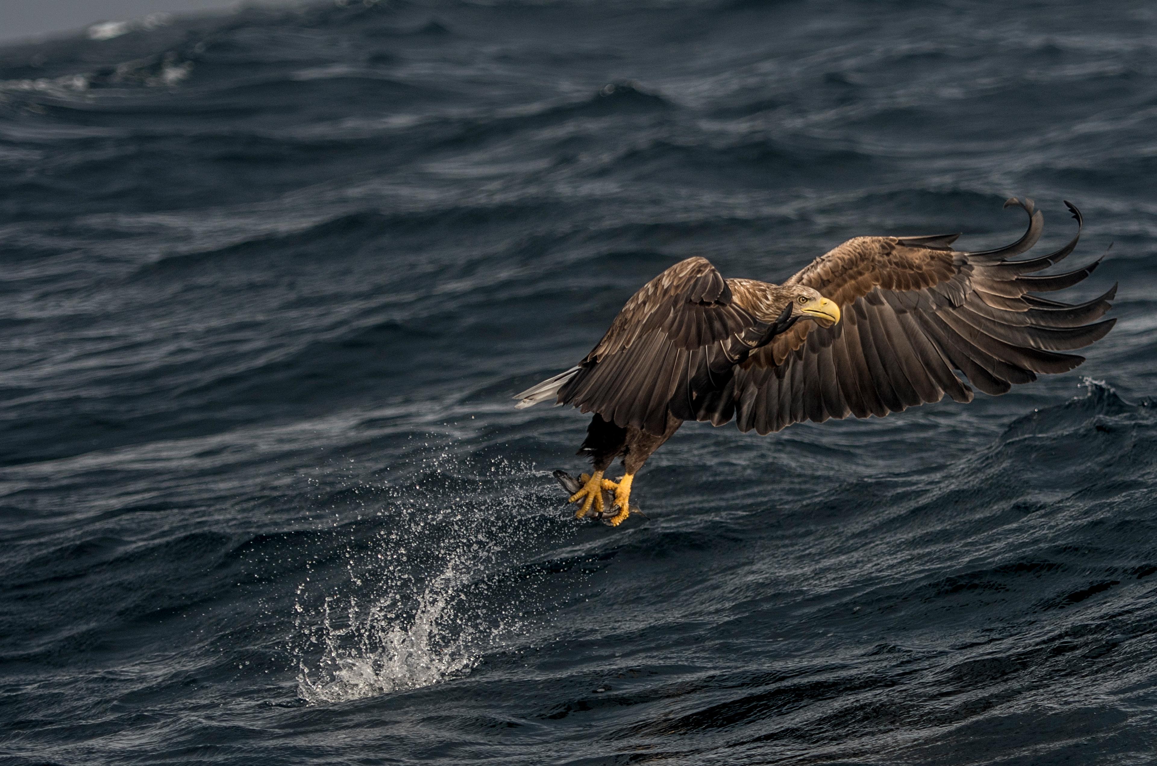 A sea eagle in Henningsvær in Lofoten, Northern Norway