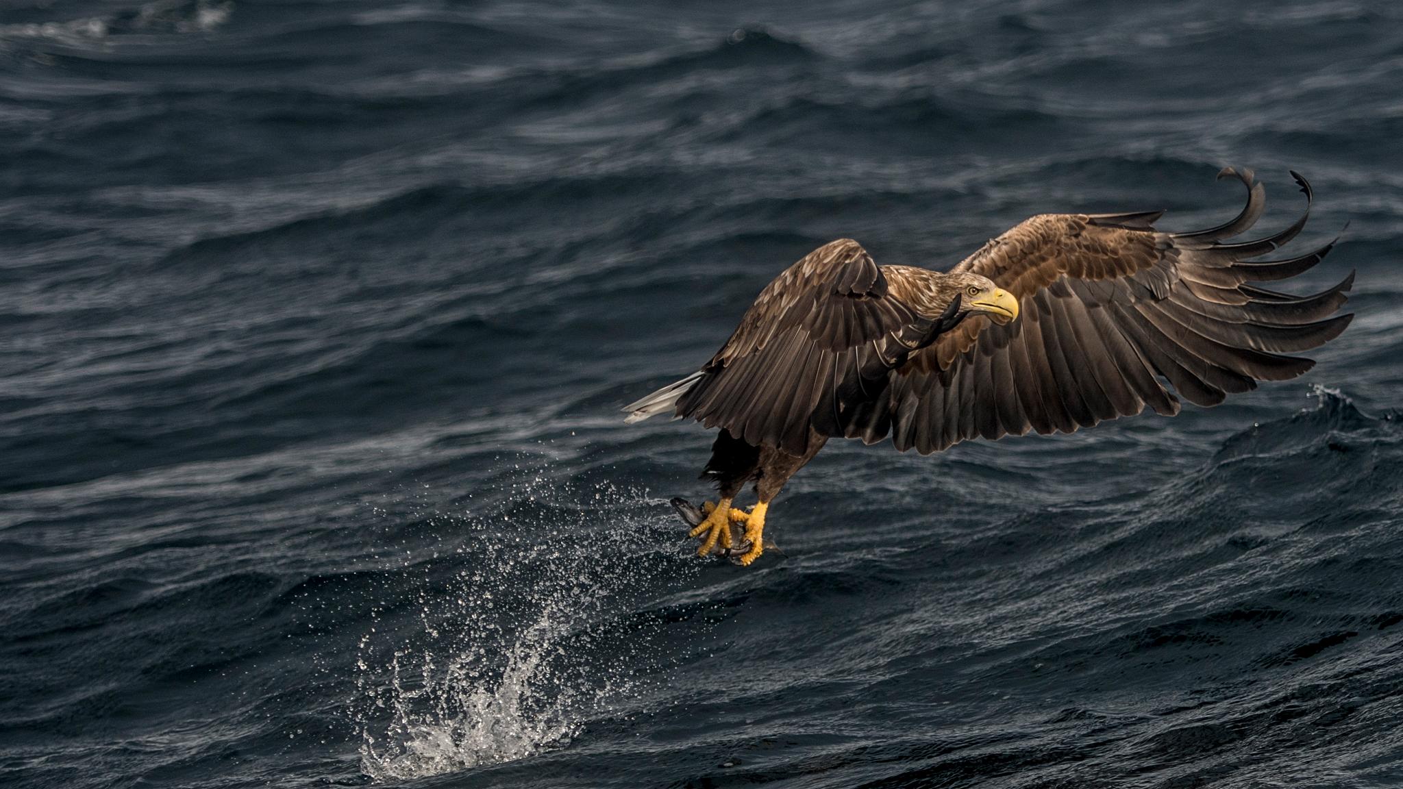 A sea eagle in Henningsvær in Lofoten, Northern Norway