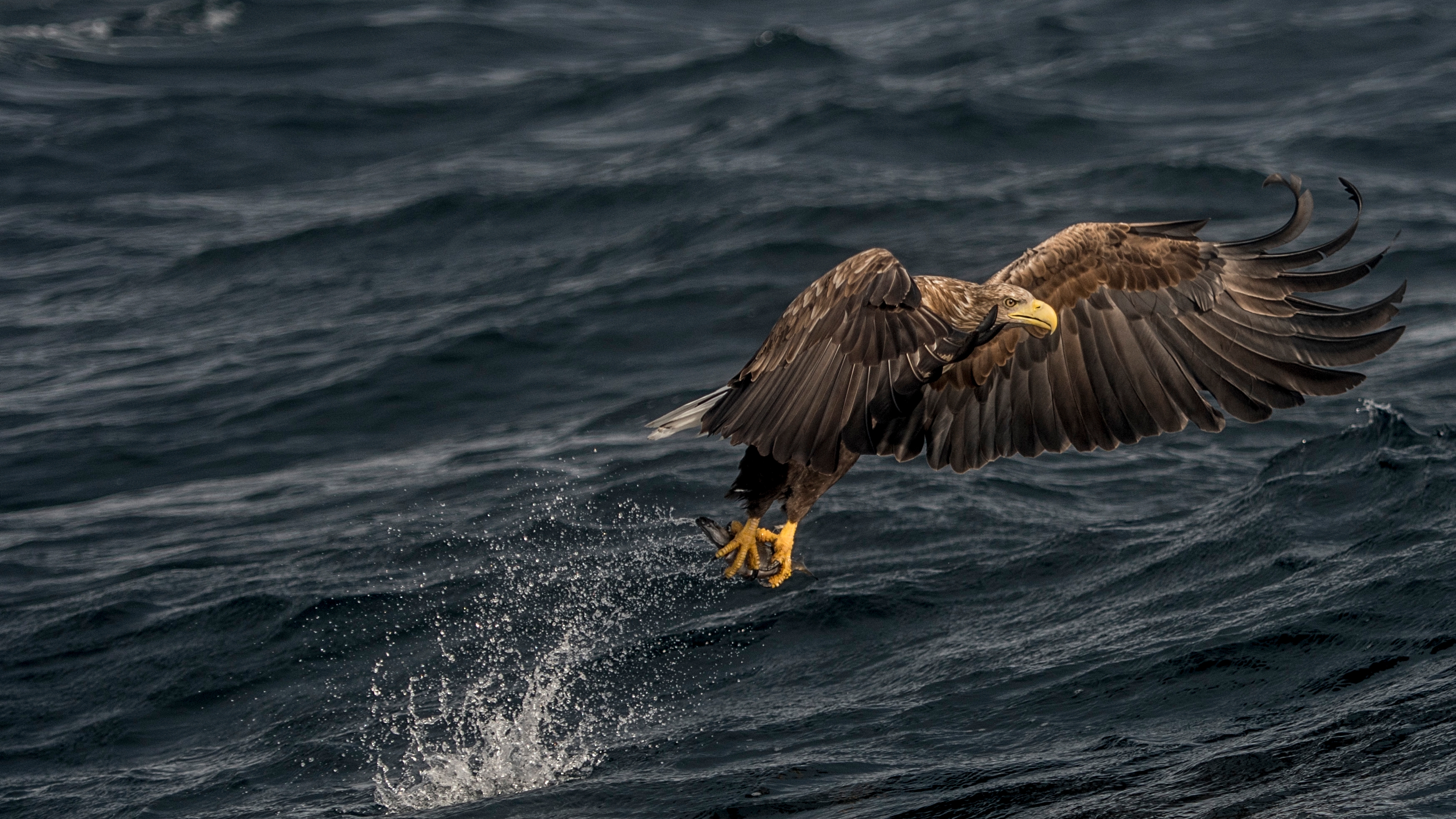 A sea eagle in Henningsvær in Lofoten, Northern Norway
