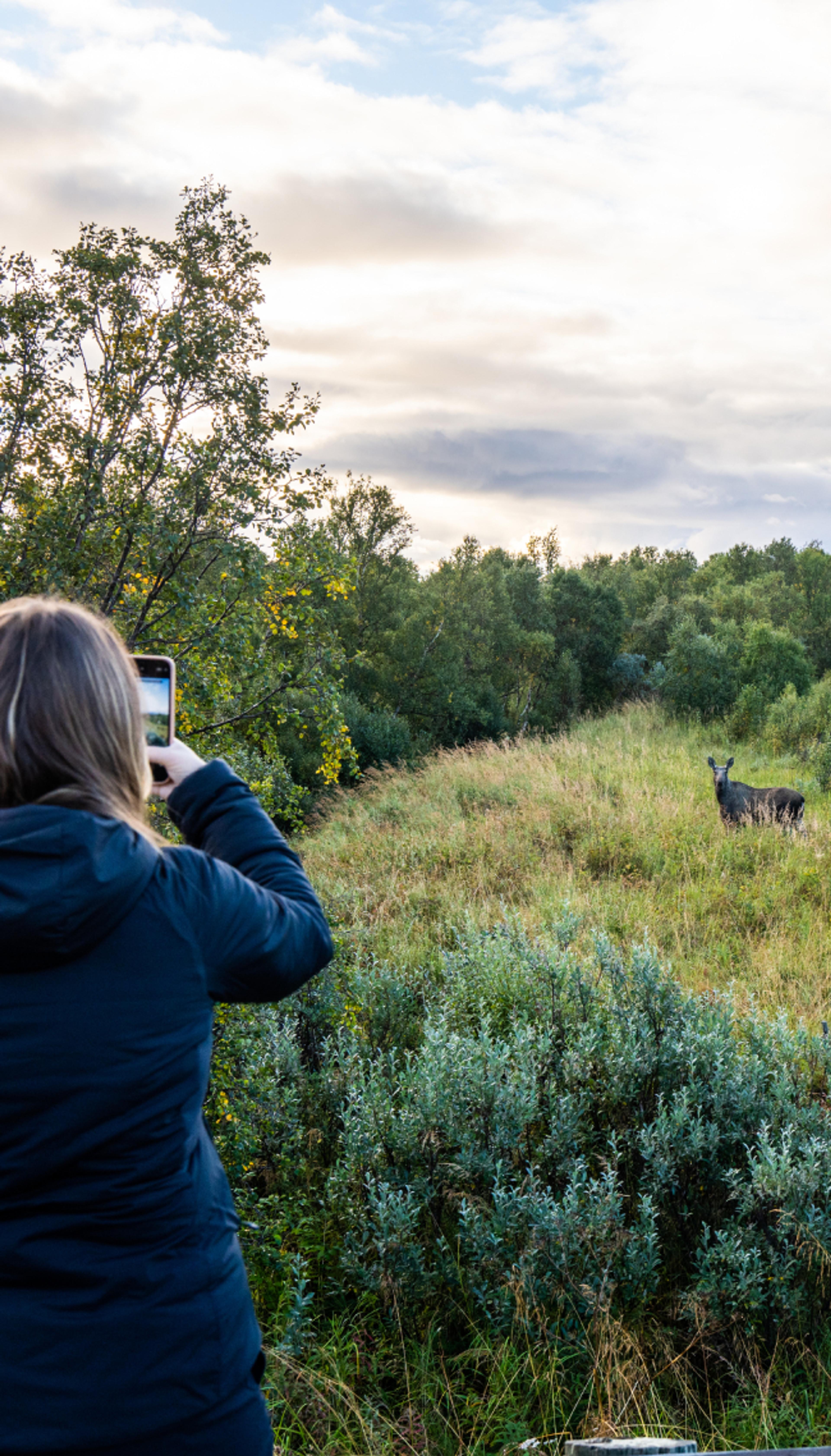 A woman taking a picture of a moose on a moose safari at Andøya in Vesterålen, Northern Norway