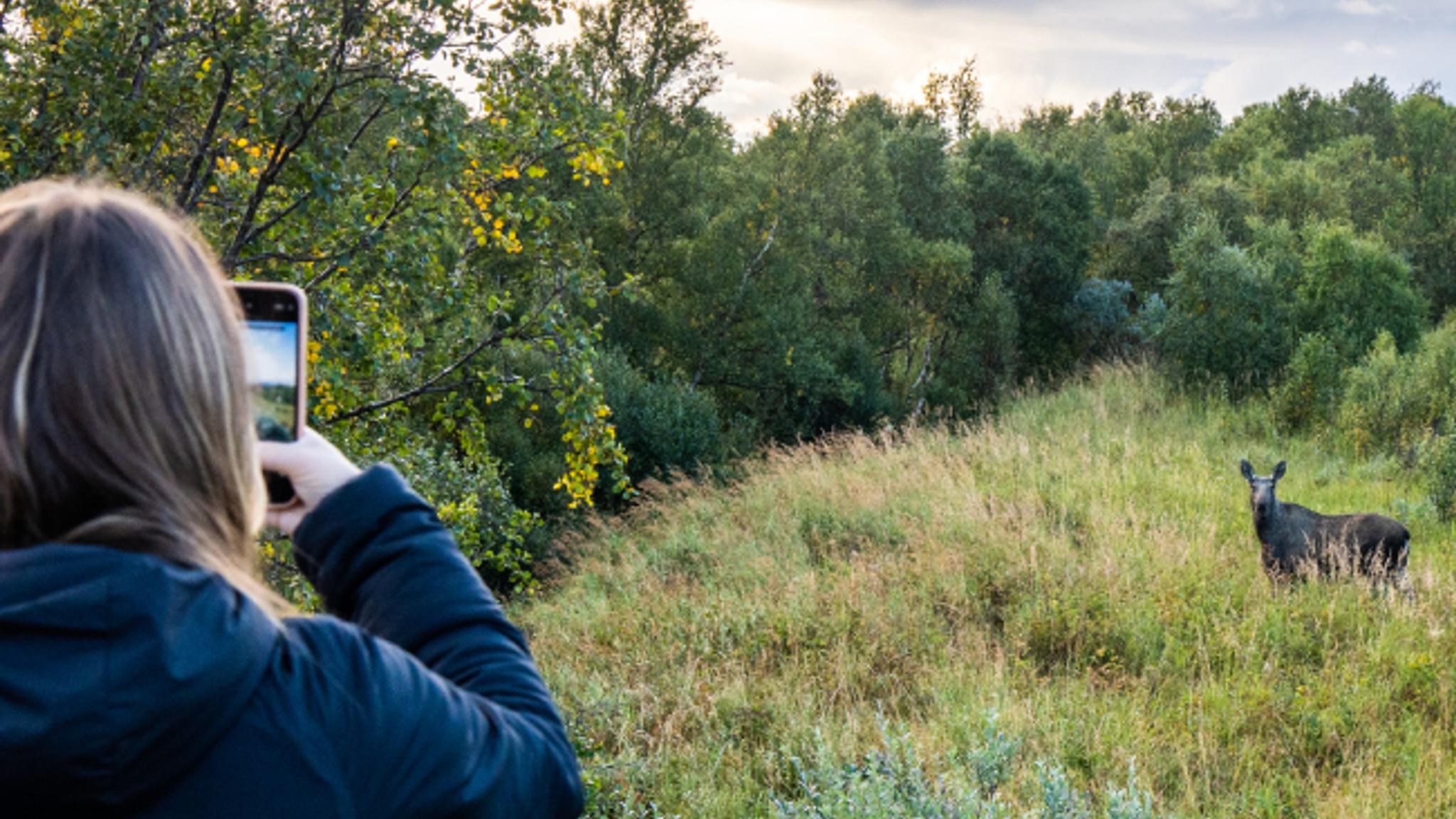 A woman taking a picture of a moose on a moose safari at Andøya in Vesterålen, Northern Norway