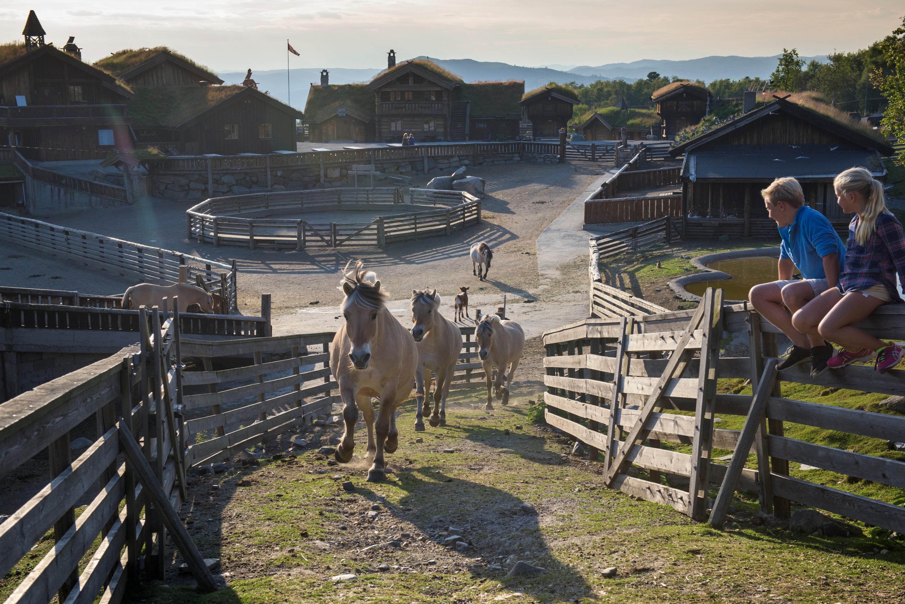 Several Fjord horses running around at the nature park Langedrag in Eastern Norway
