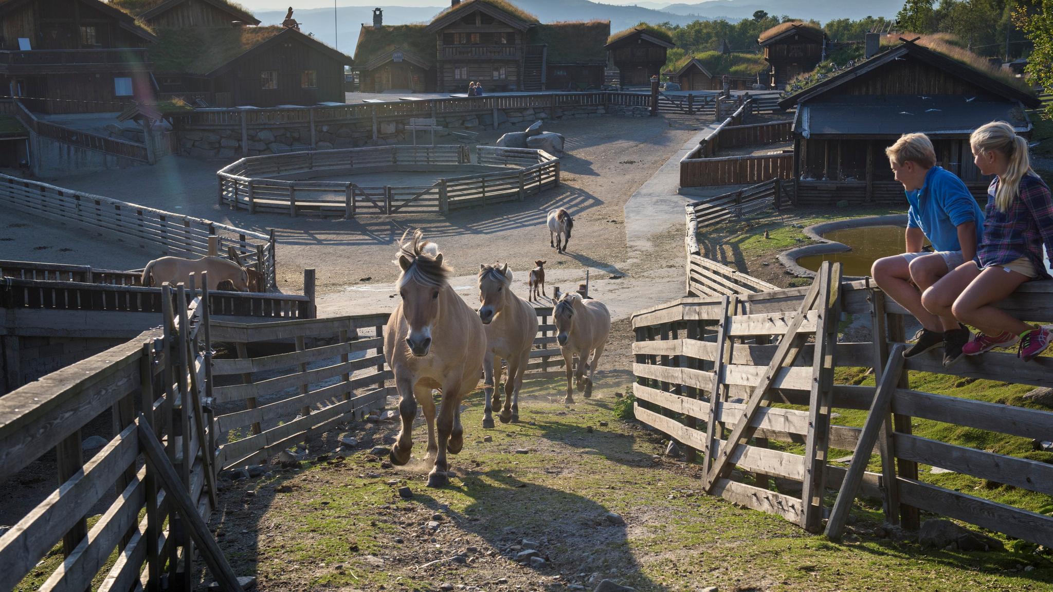 Several Fjord horses running around at the nature park Langedrag in Eastern Norway