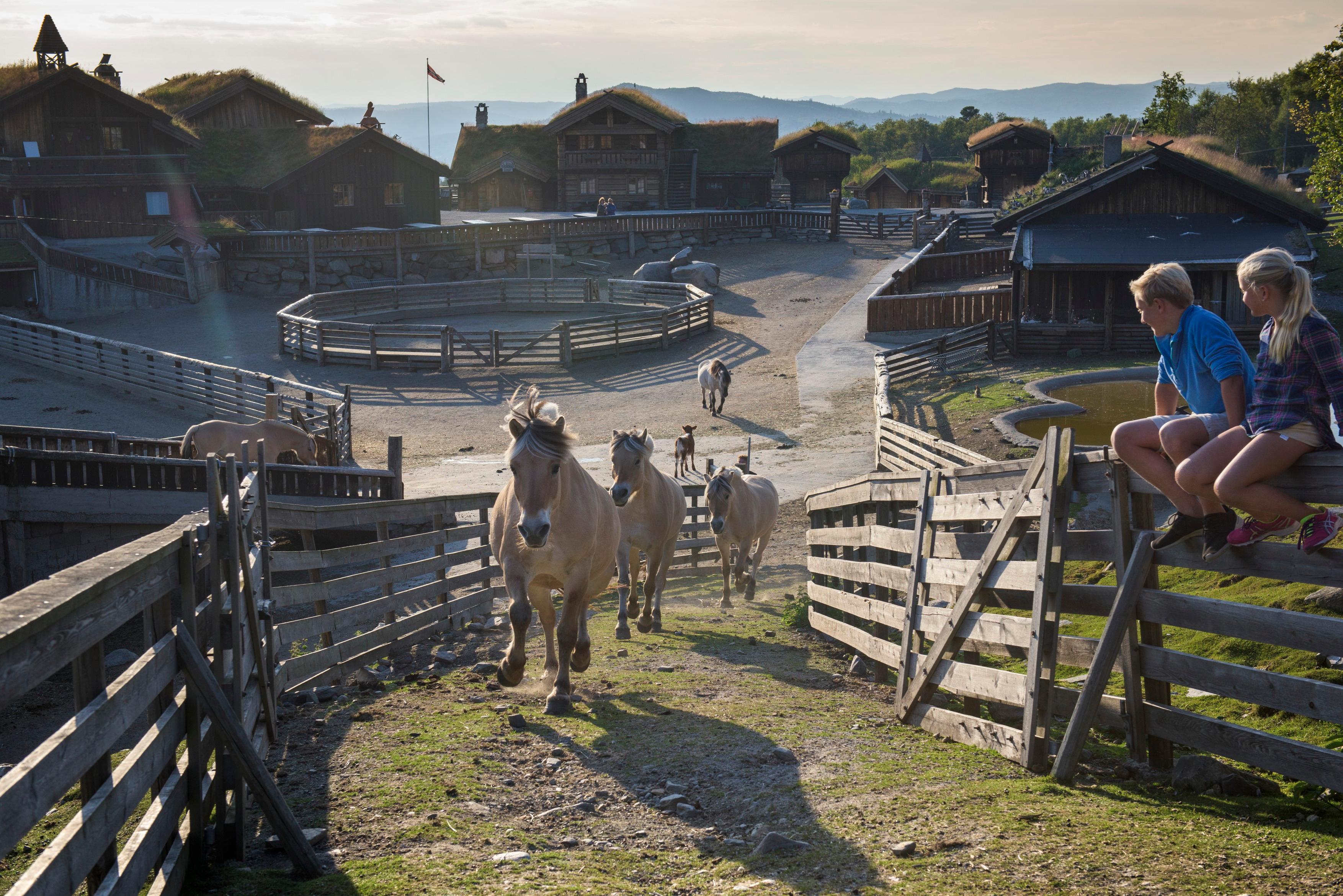 Several Fjord horses running around at the nature park Langedrag in Eastern Norway