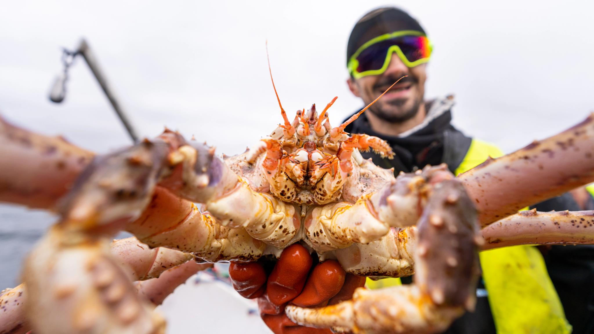 A man holding a king crab in Northern Norway.