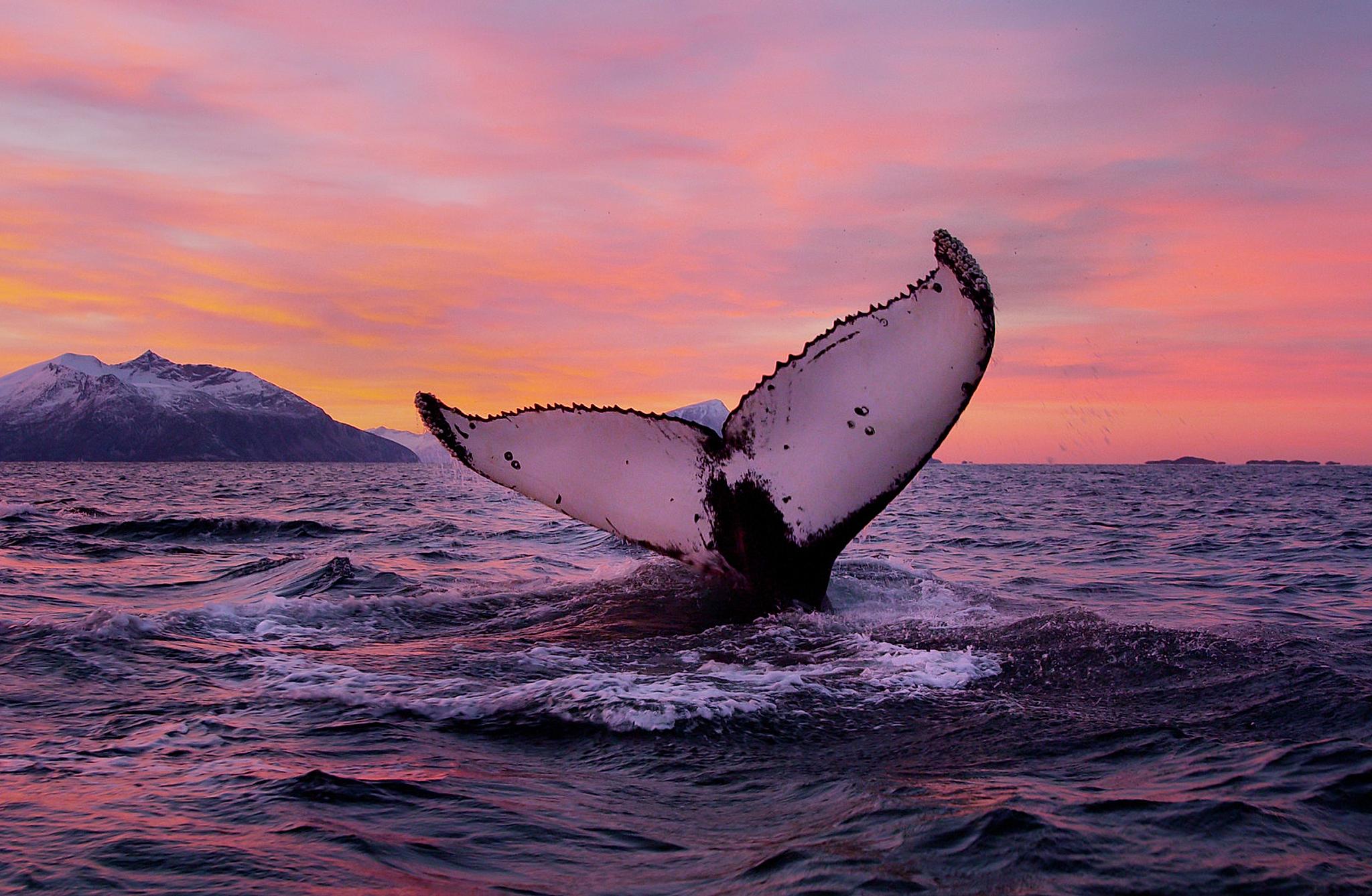 Whale tail above the ocean surface