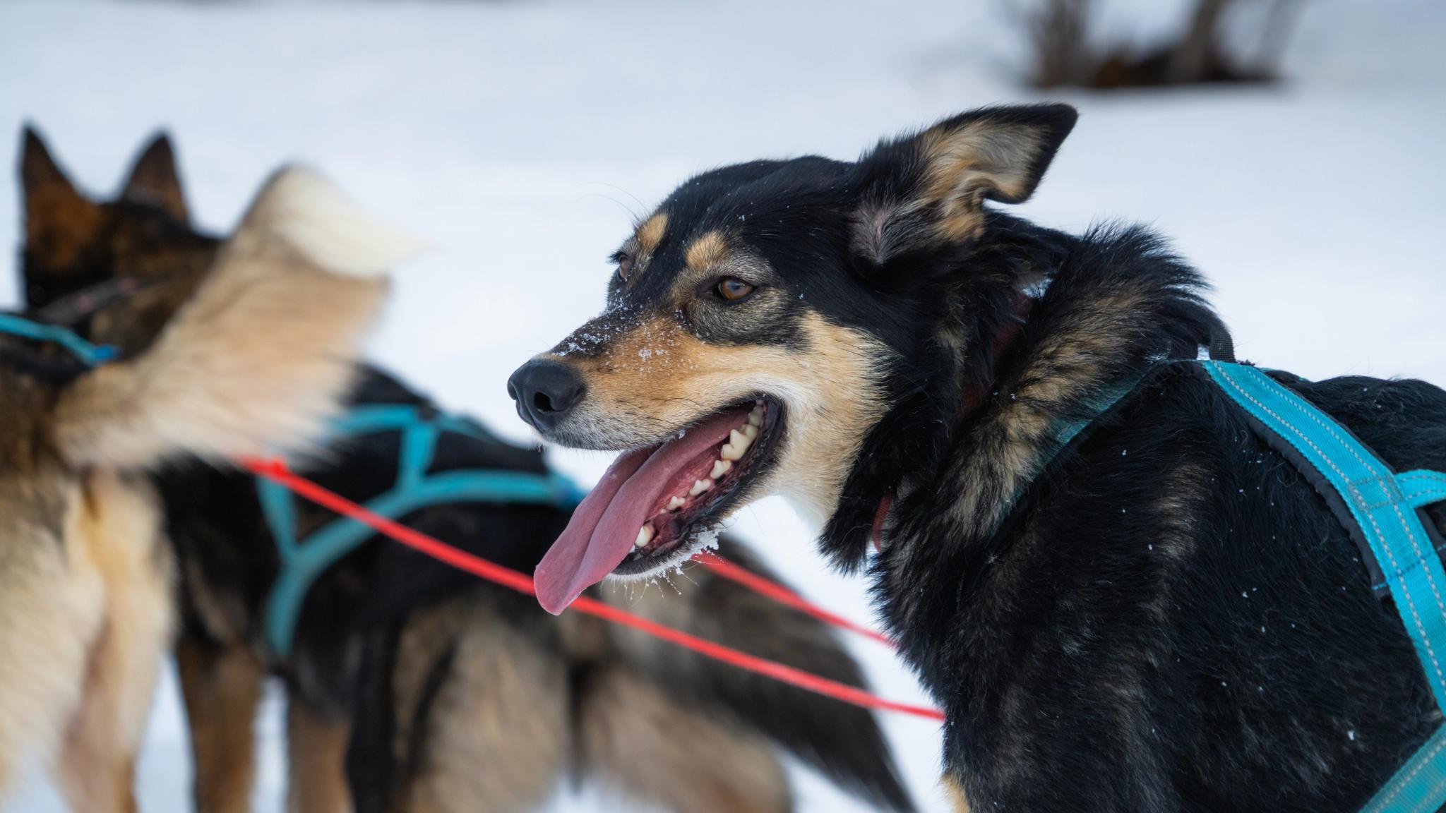 A happy sled dogs waiting to go on a tour at Geilo in the winter.