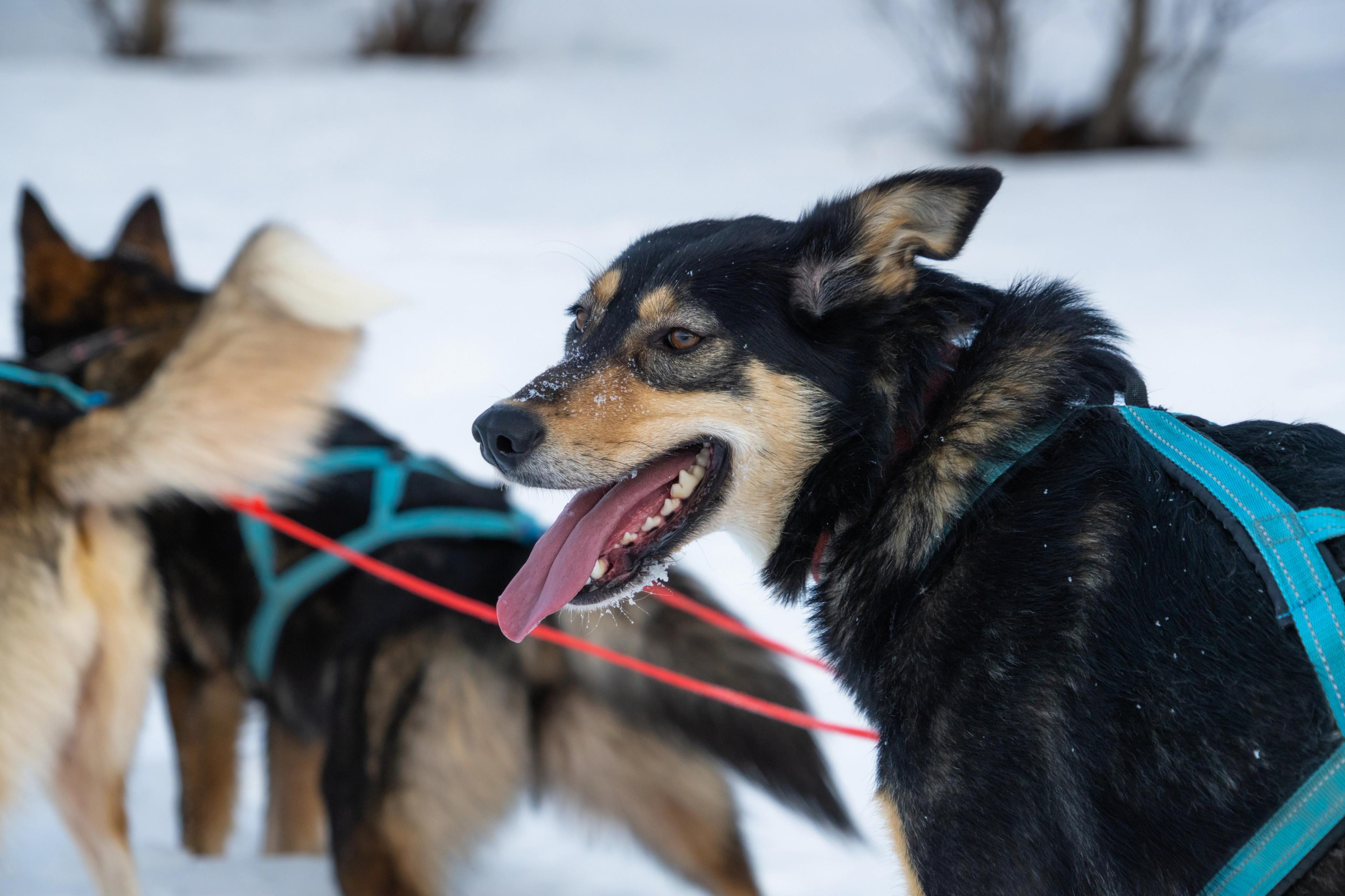 A happy sled dogs waiting to go on a tour at Geilo in the winter.