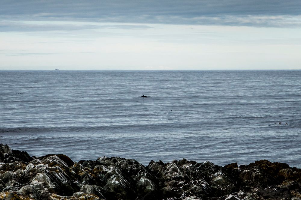 The Barents Sea seen from Hamningberg in Varanger, Northern Norway