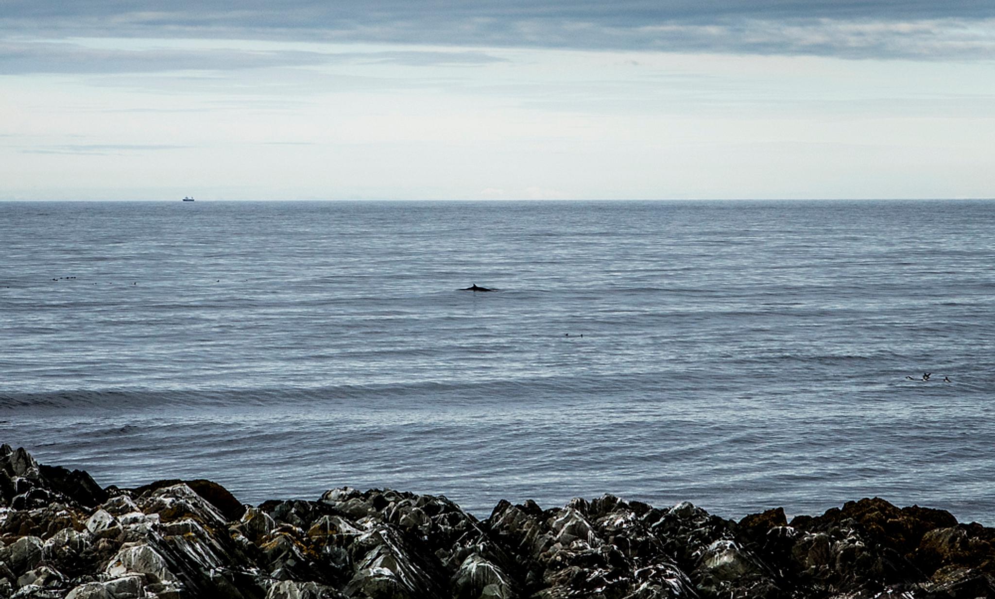 The Barents Sea seen from Hamningberg in Varanger, Northern Norway