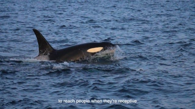 Video Thumbnail - vimeo - BRIM CONSERVATION