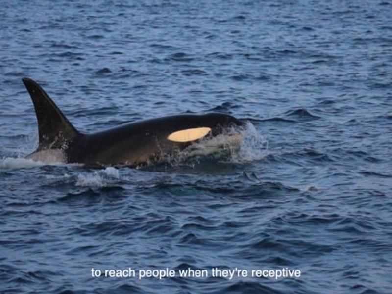 Video Thumbnail - vimeo - BRIM CONSERVATION