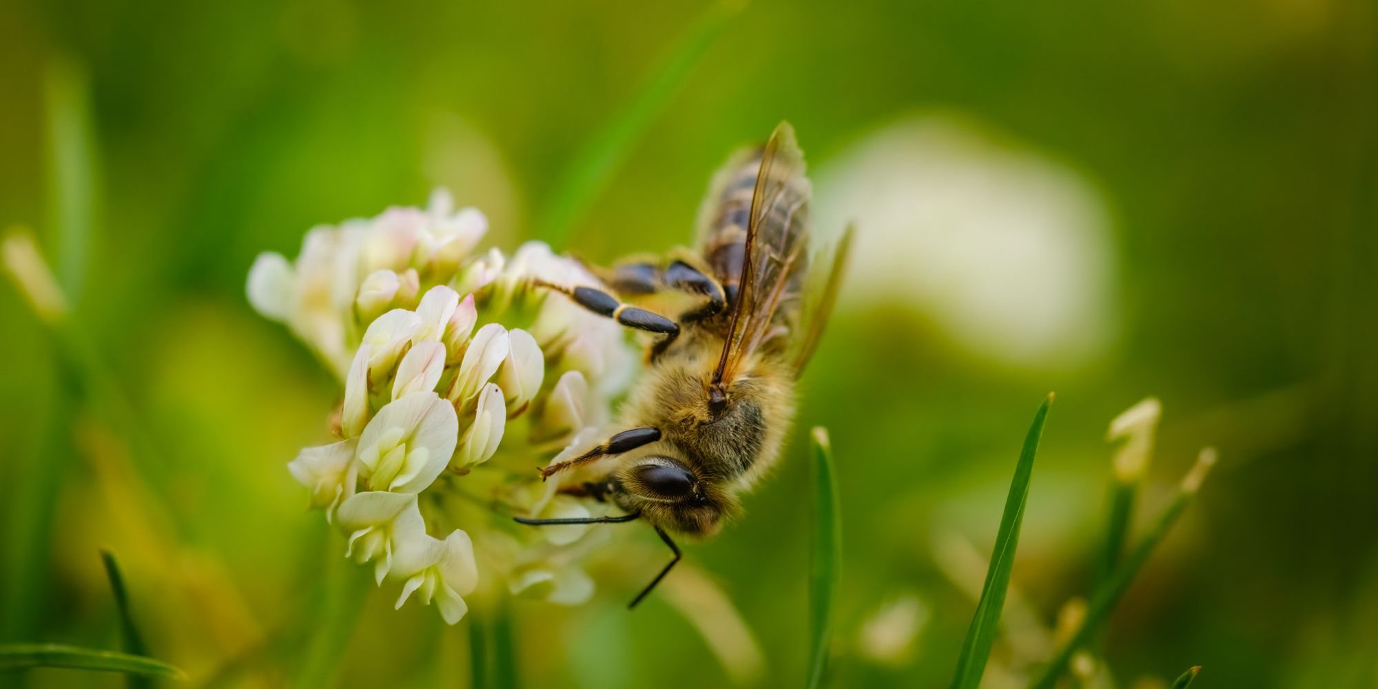 Bee on a lilac