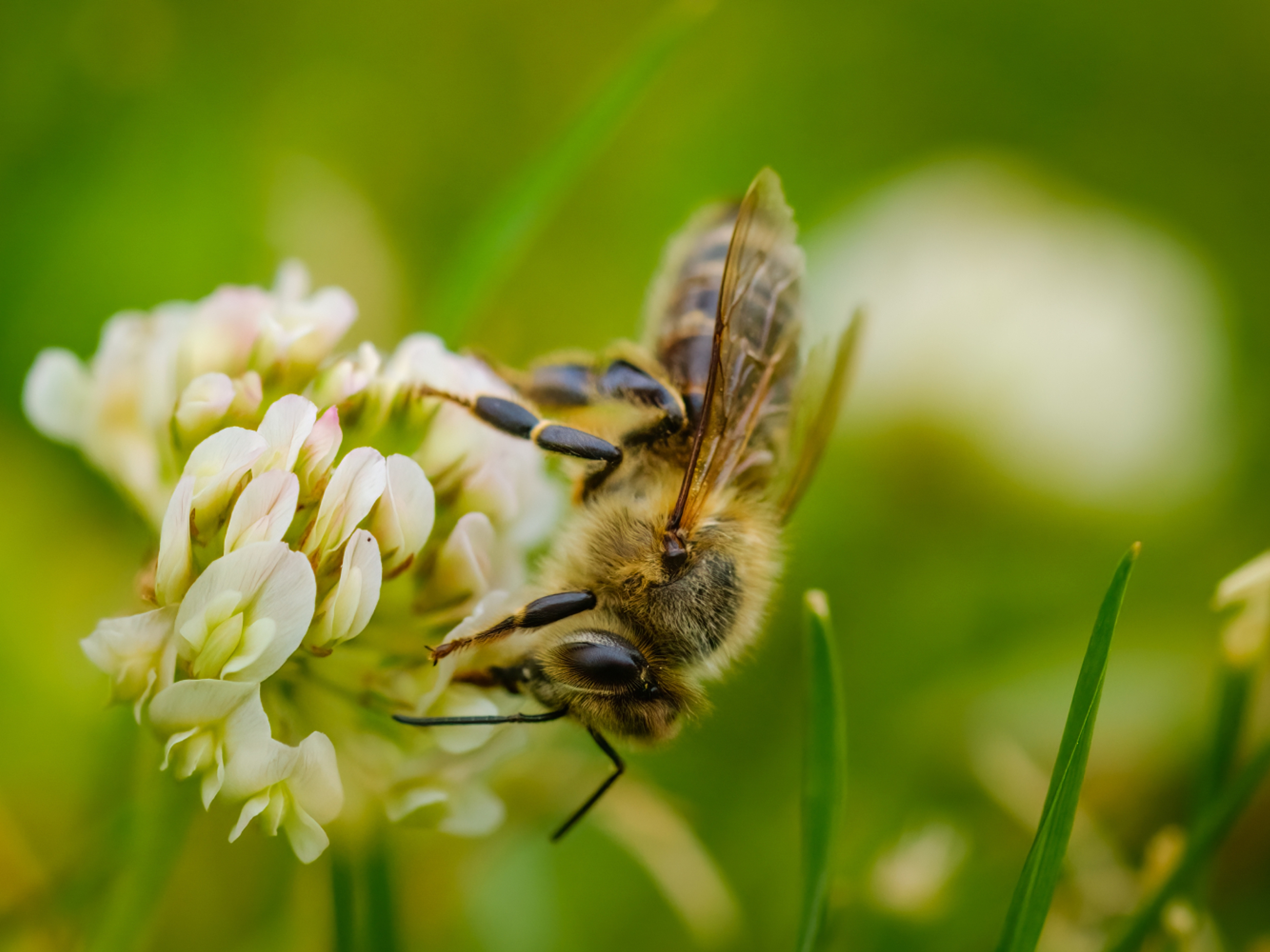 Bee on a lilac