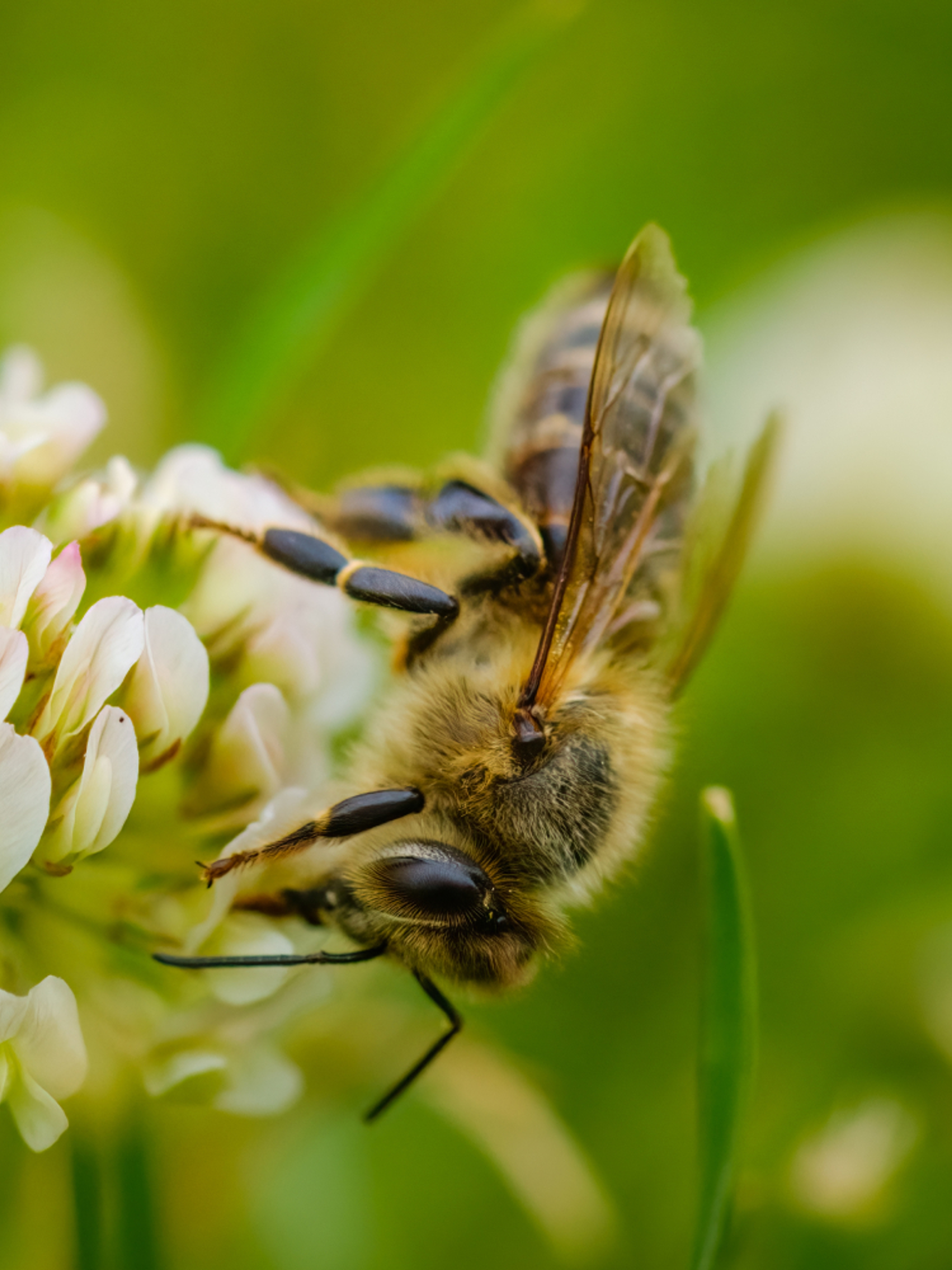 Bee on a lilac
