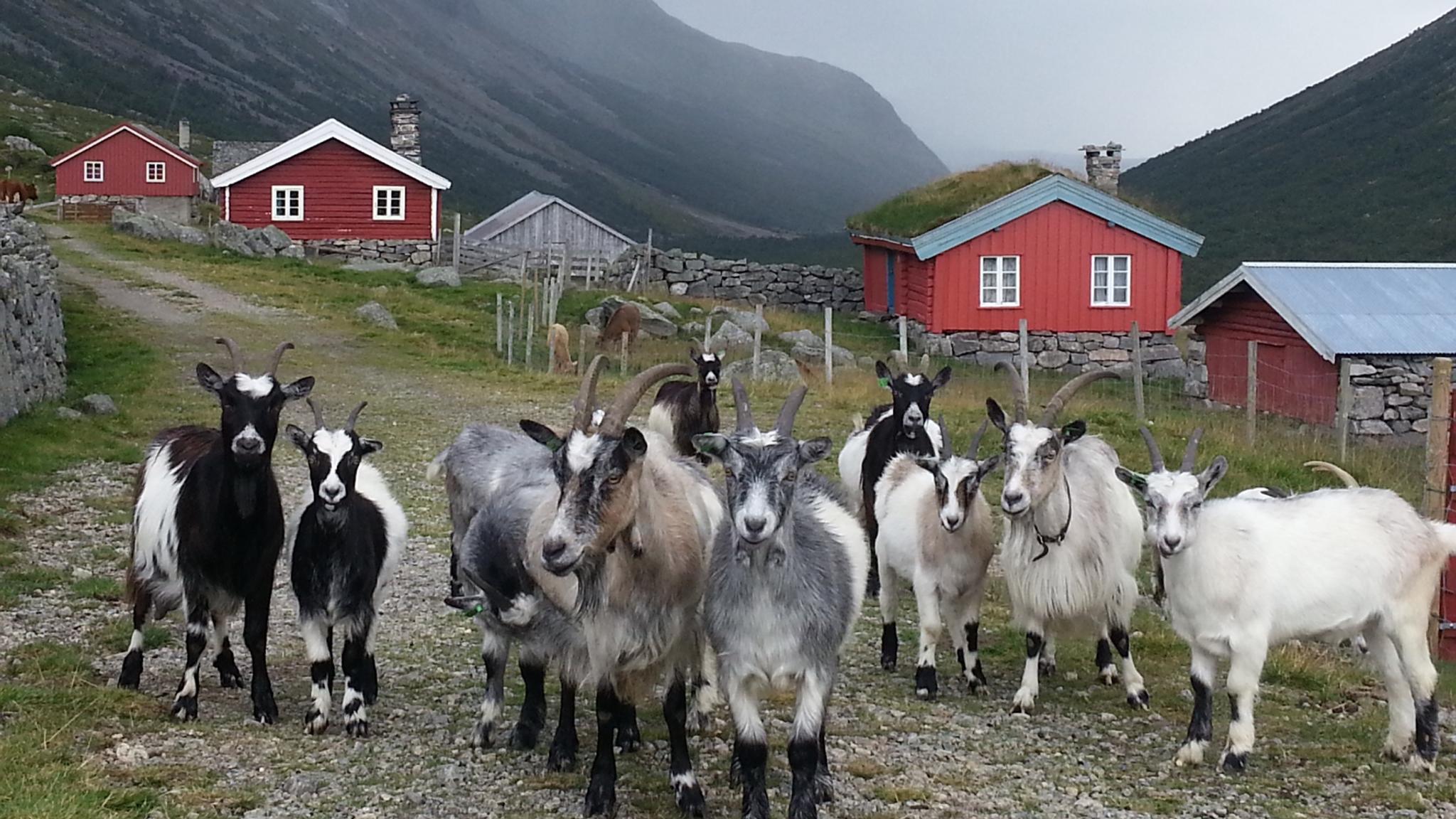 Goats on the Mjølkevegen route in Valdres