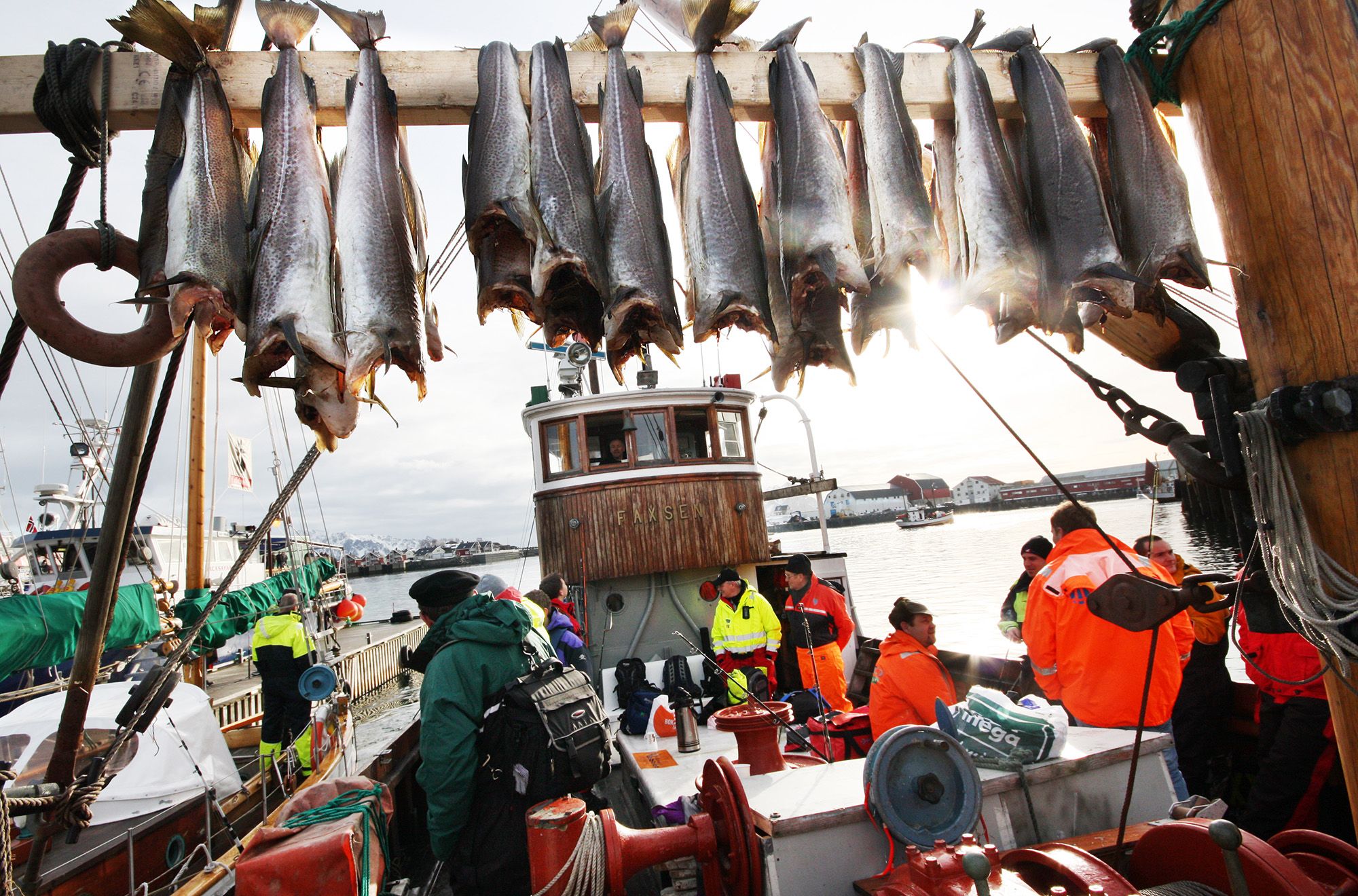 Skrei cod hanging on a fishing boat