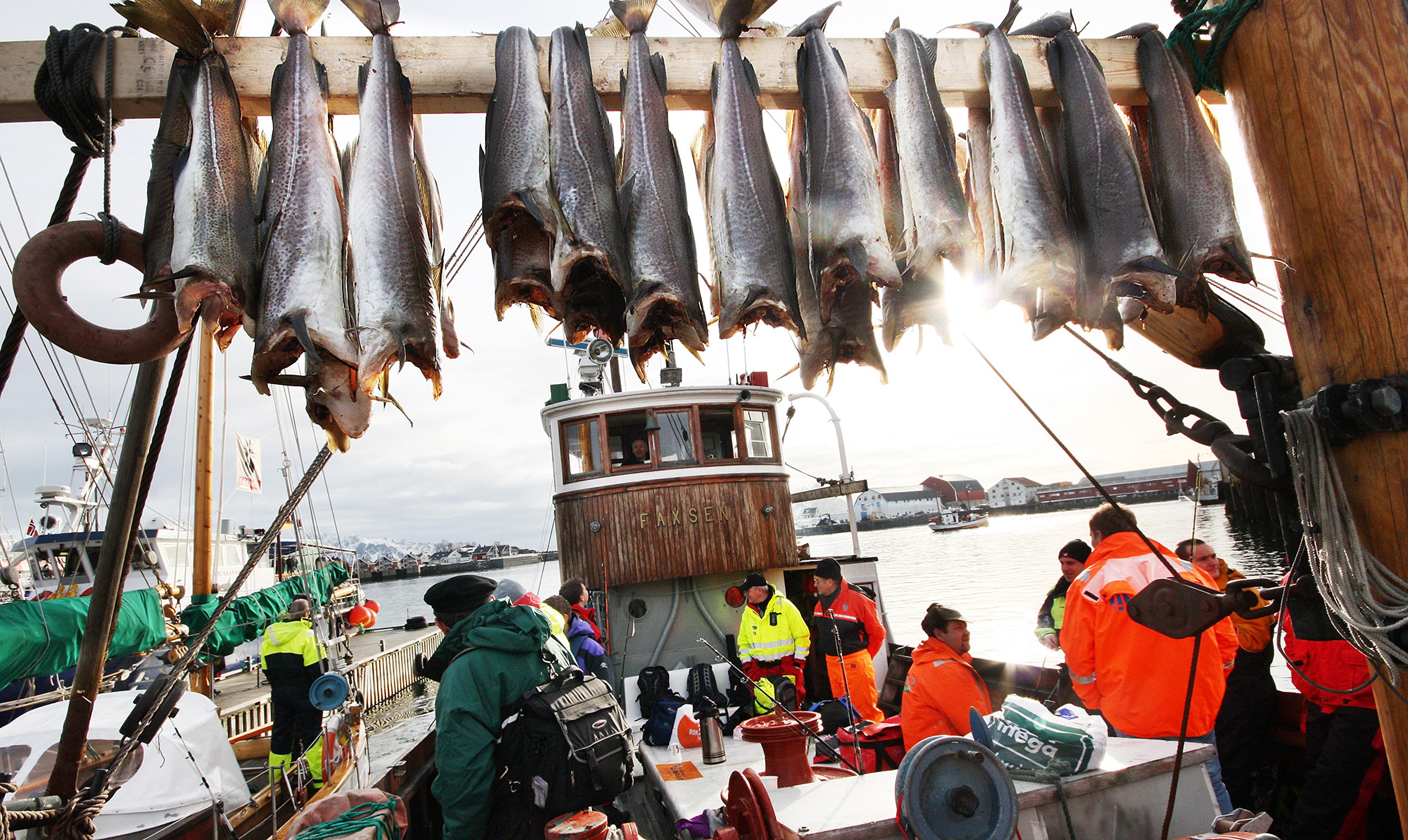Skrei cod hanging on a fishing boat